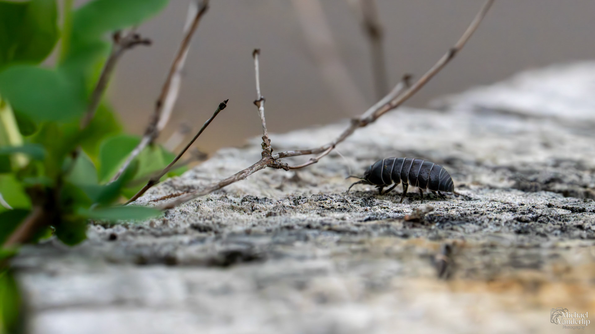 Woodlouse along the Bear Creek Greenway near Talent, Oregon.