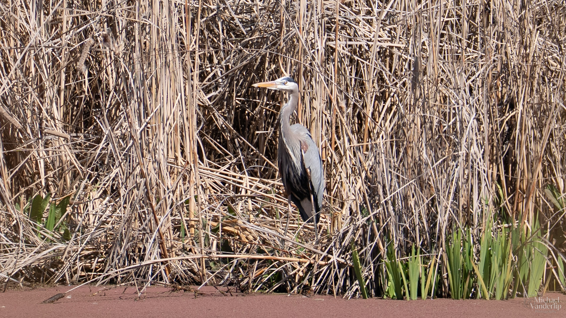 Great Blue Heron along the Bear Creek Greenway near Talent, Oregon.