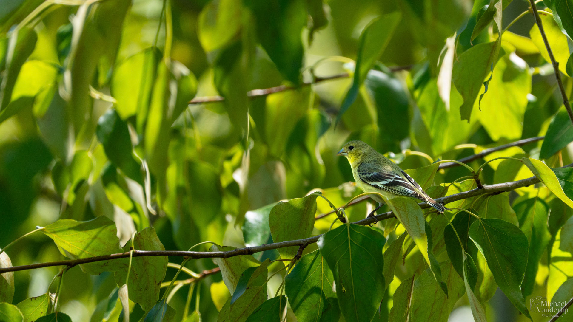 Lesser Goldfinch along the Bear Creek Greenway near Talent, Oregon.
