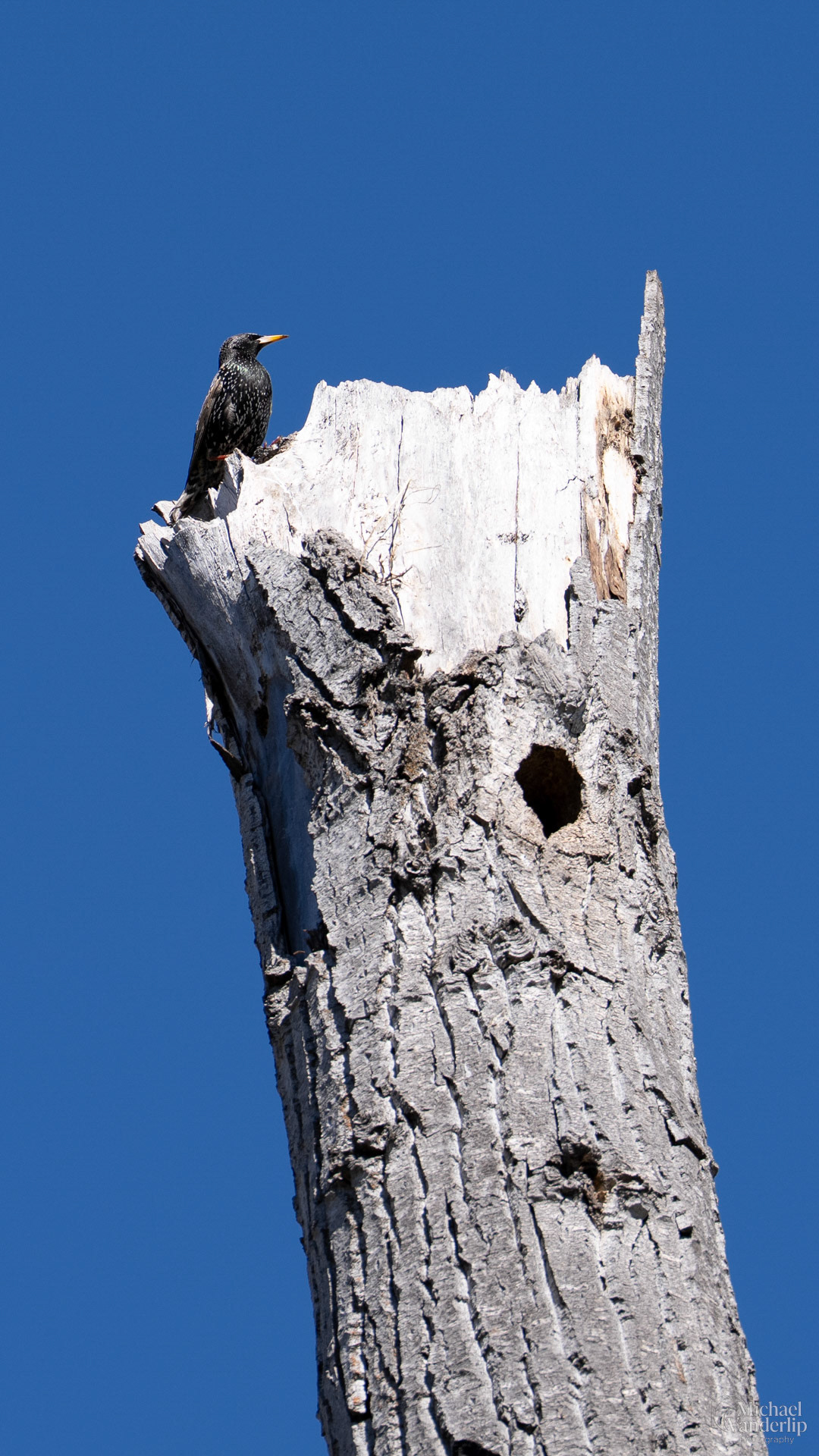 Starling along the Bear Creek Greenway near Talent, Oregon.