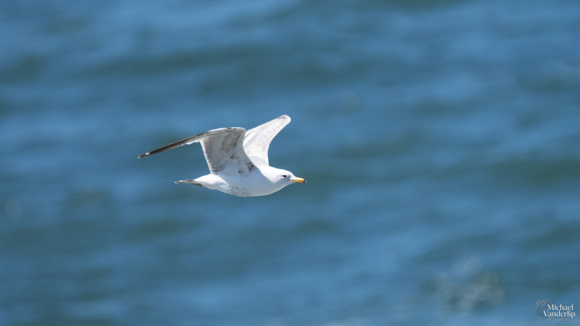 Seagull near Depoe Bay, Oregon.