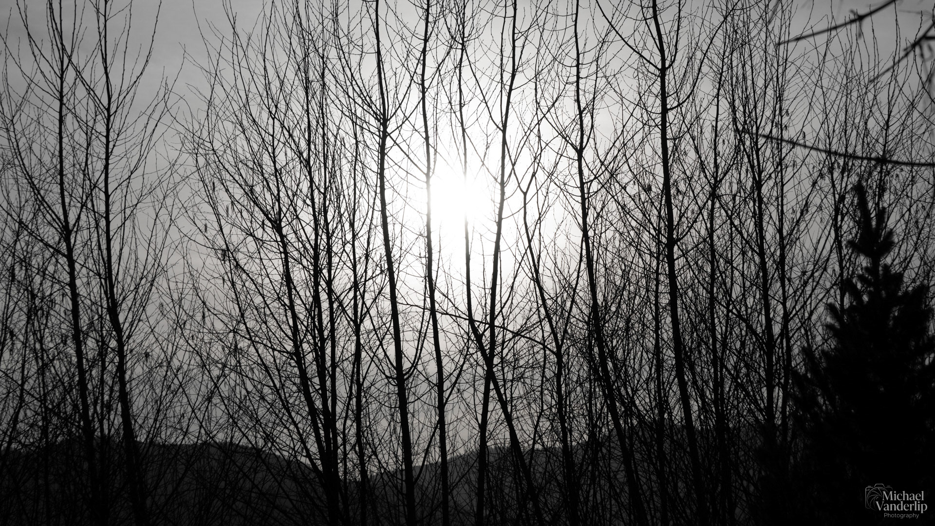 Sunset view between the trees along the Bear Creek Greenway near Talent, Oregon.