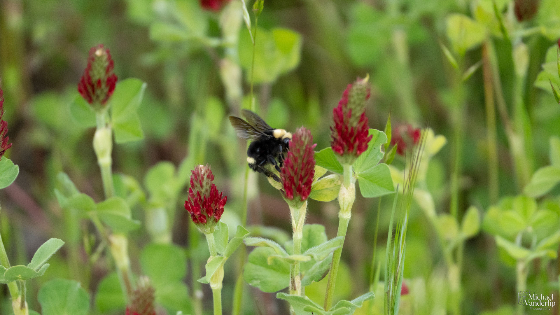 Yellow Faced Bumble Bee and Crimson Clover along Bear Creek Greenway near Talent, Oregon.