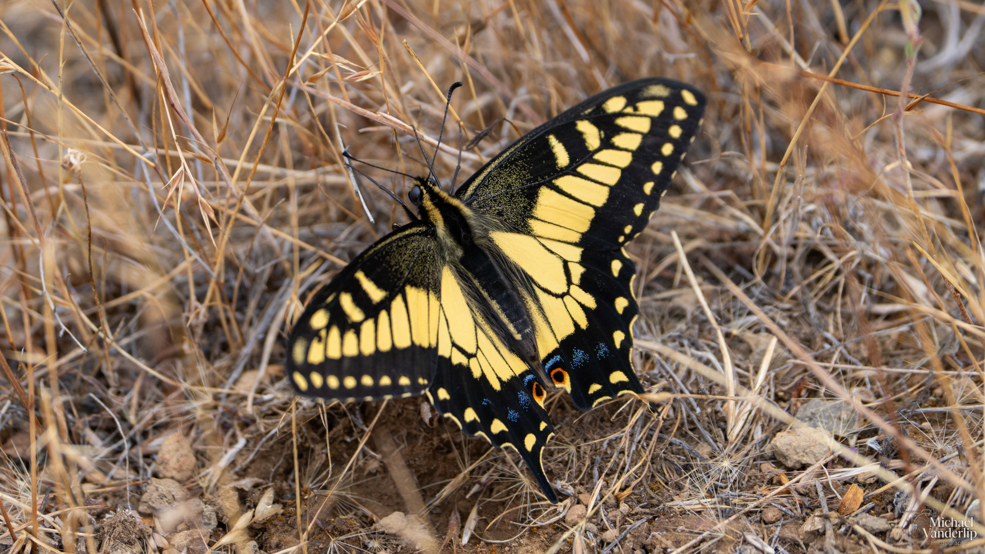 Anise Swallowtail on Lower Table Rock, Central Point, Oregon.