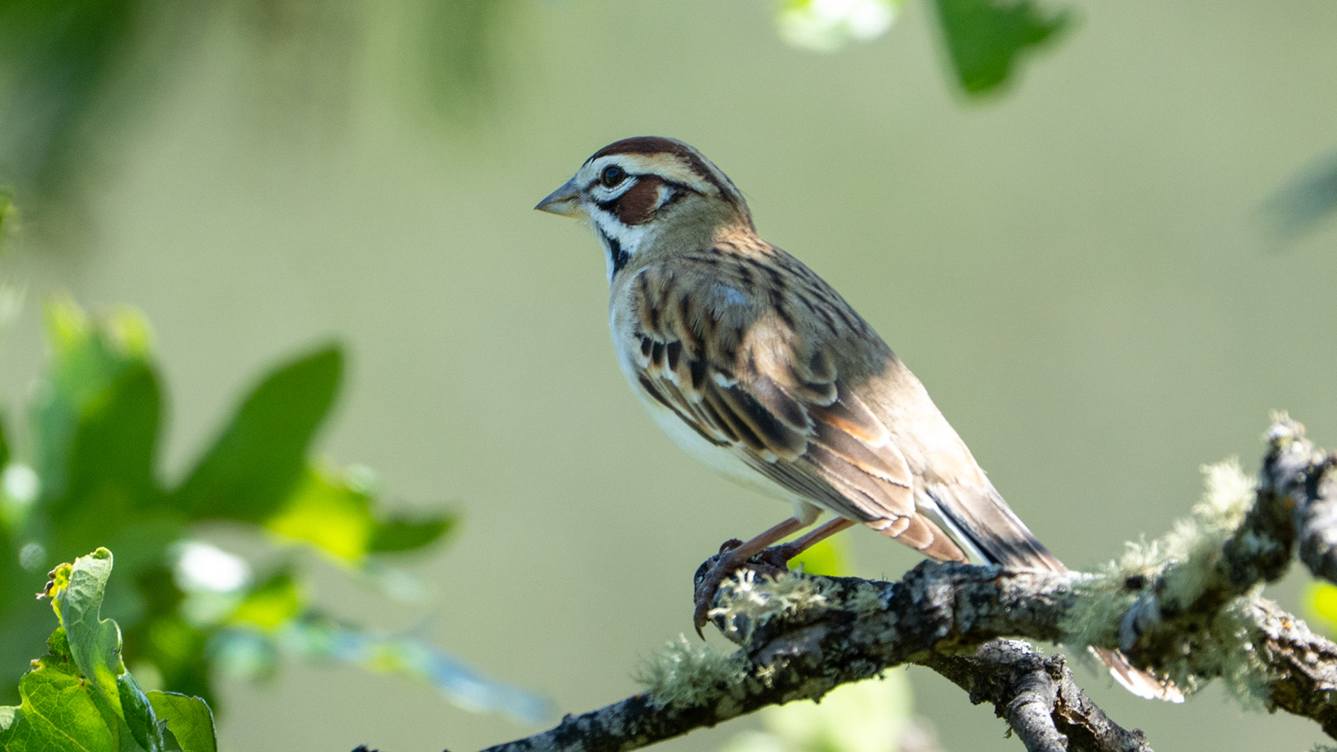 Lark Sparrow on Lower Table Rock, Central Point, Oregon.
