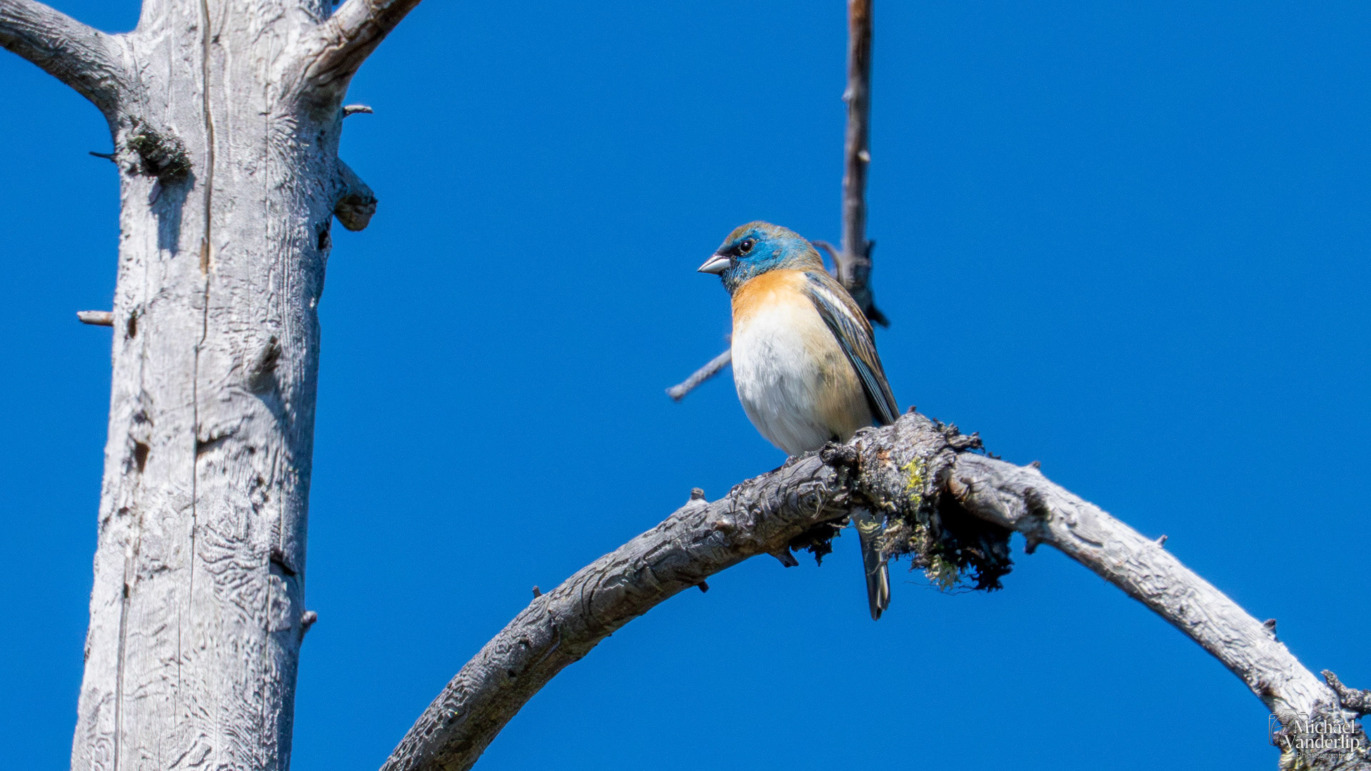 Lazuli Bunting along the Roxy Ann Trail, Medford, Oregon.