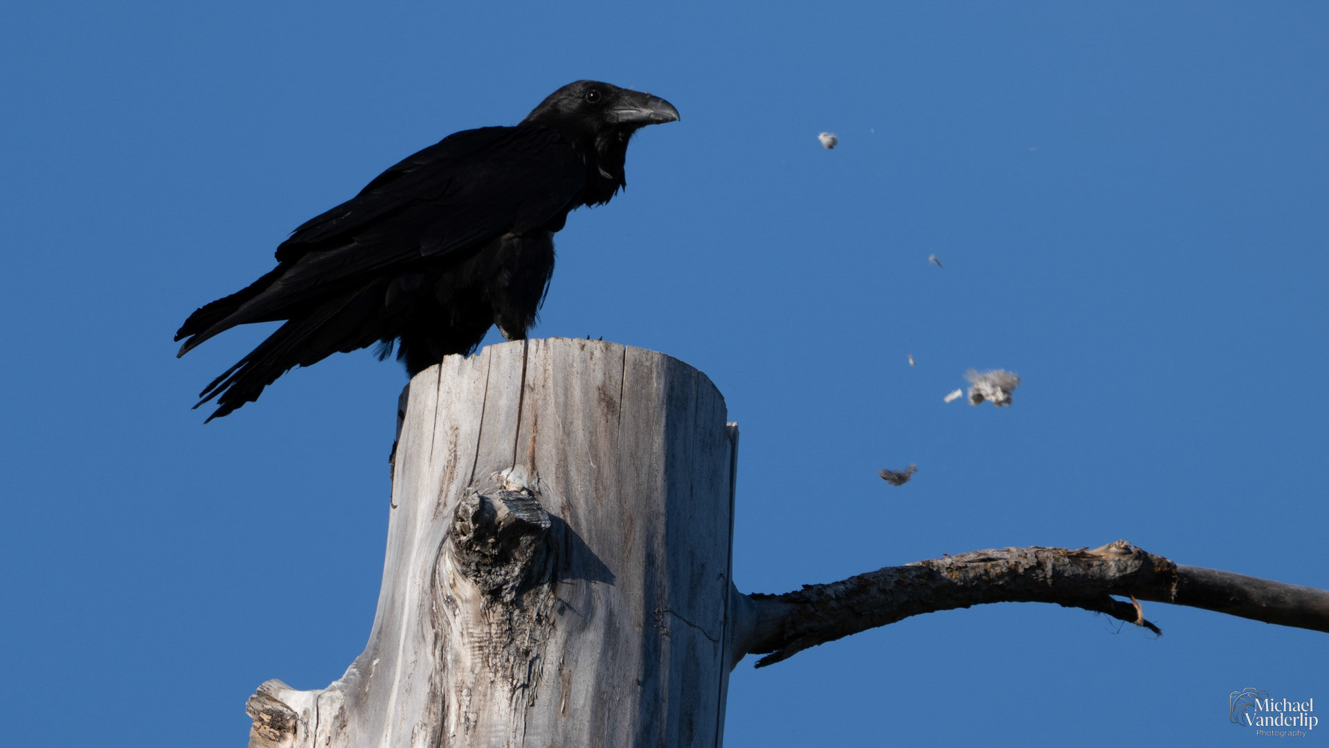 Raven ravenously devouring a small bird along the Bear Creek Greenway near Talent, Oregon.