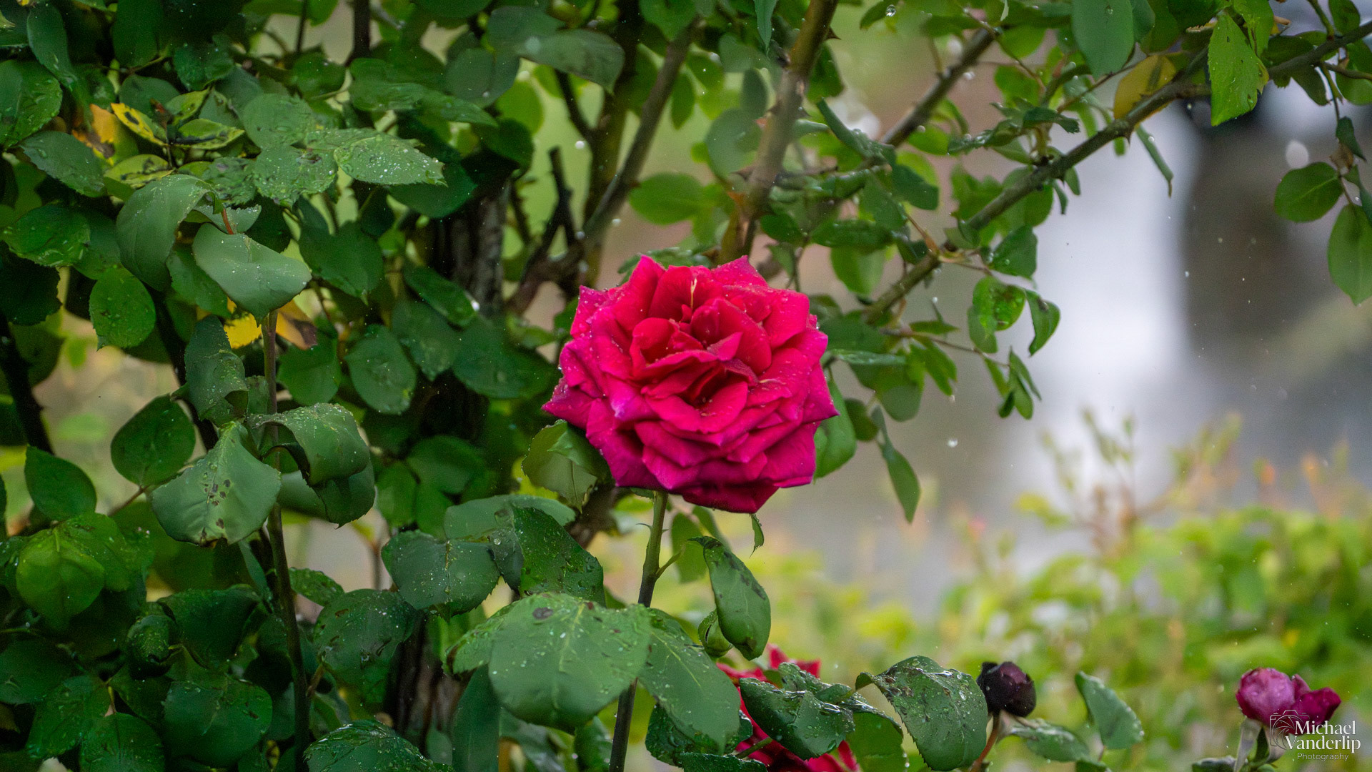 Rose in the rain, Talent, Oregon.