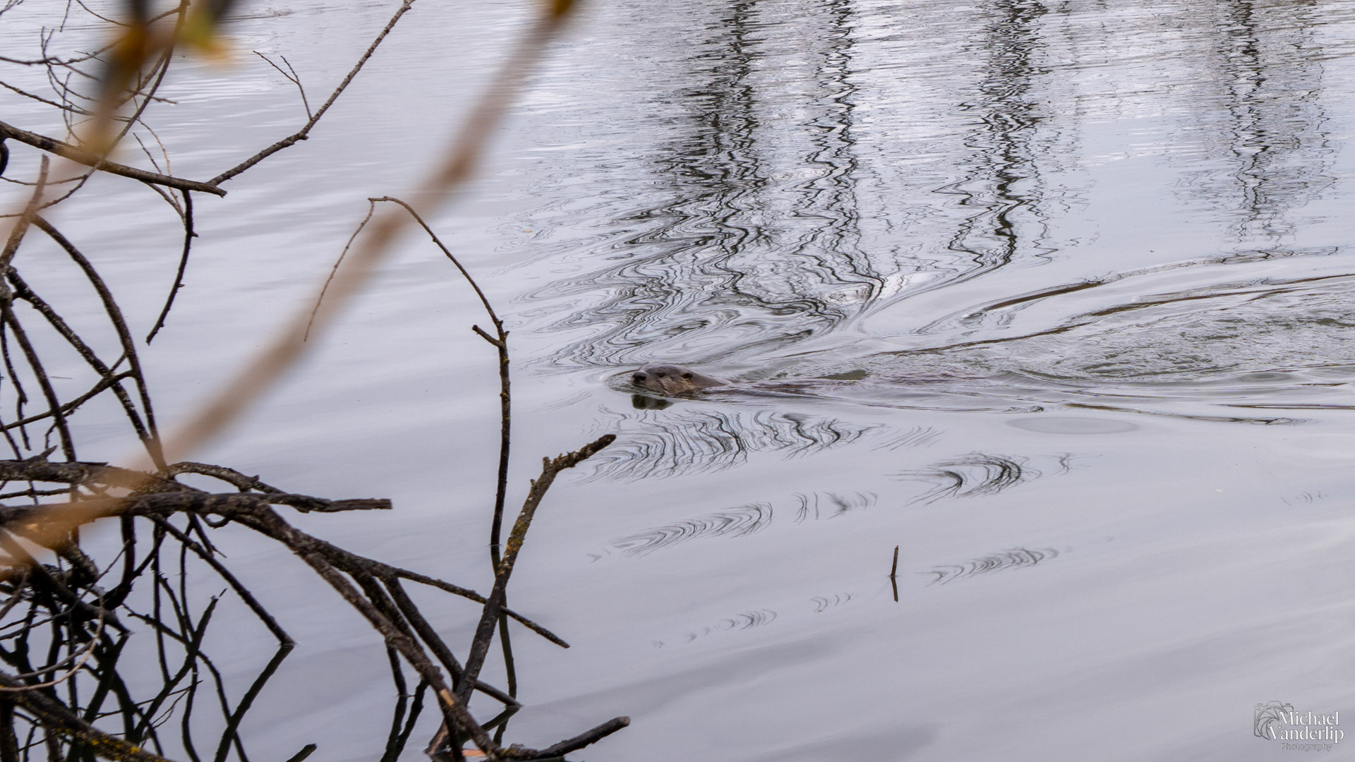 Beaver in a pond along the Bear Creek Greenway near Talent, Oregon.