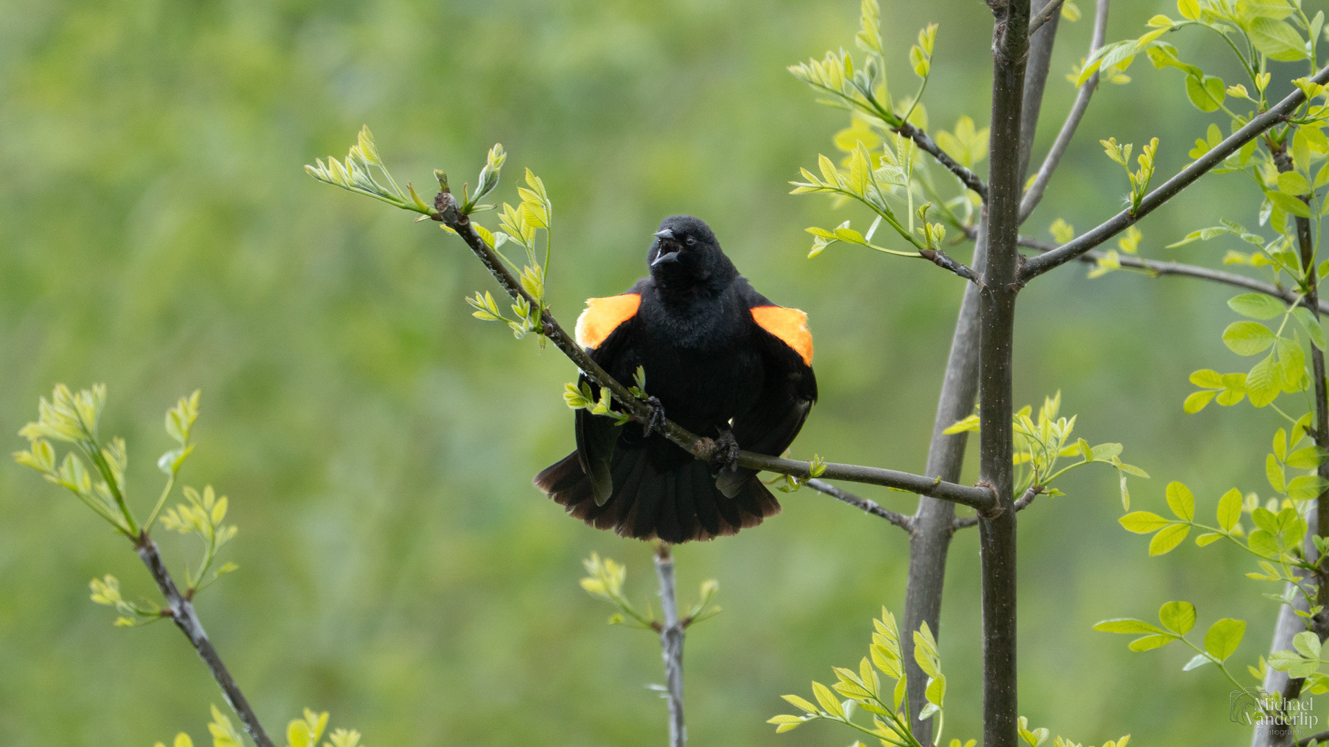 Red Winged Black Bird along the Bear Creek Greenway near Talent, Oregon.