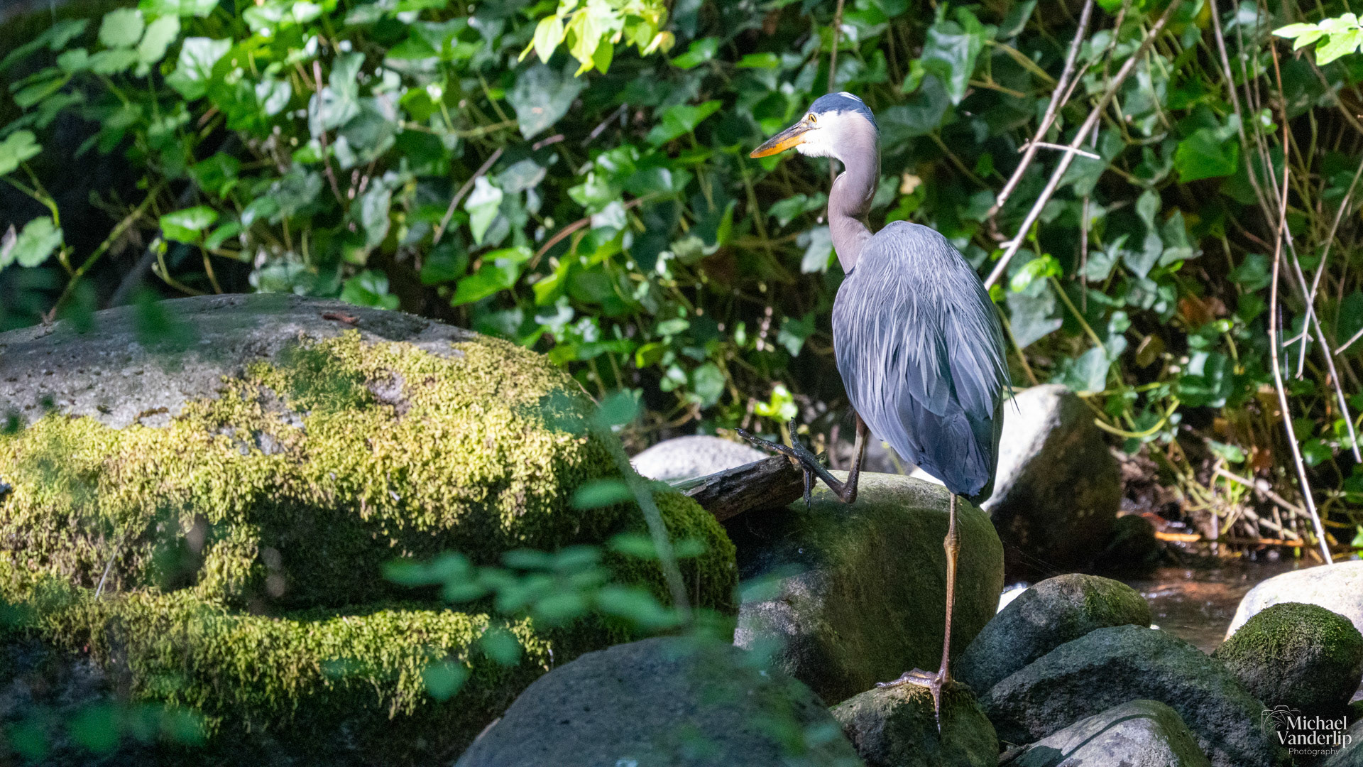 Great Blue Heron in Lithia Park, Ashland, Oregon.