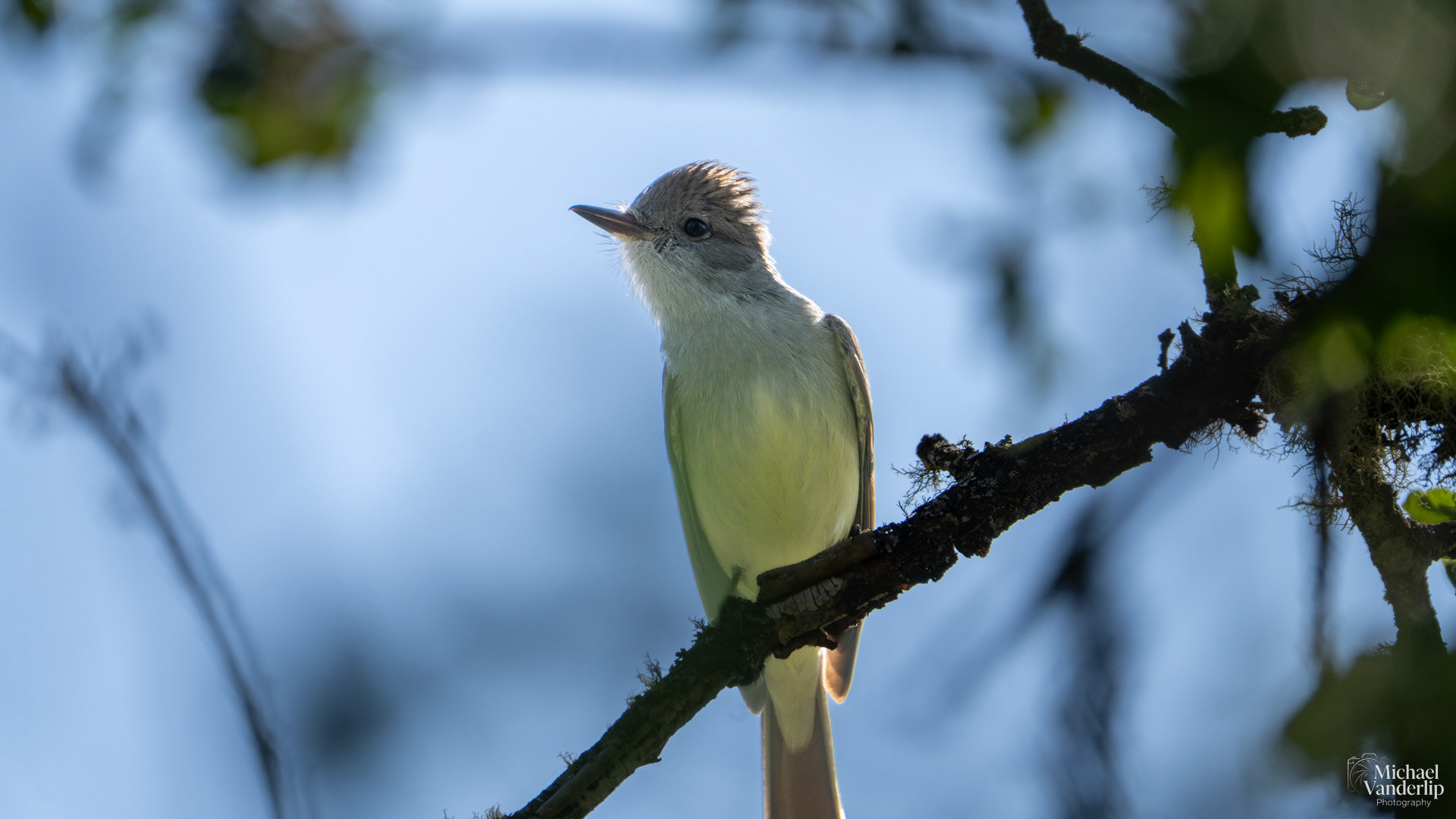 Ash Throated Flycatcher on Lower Table Rock, Central Point, Oregon.