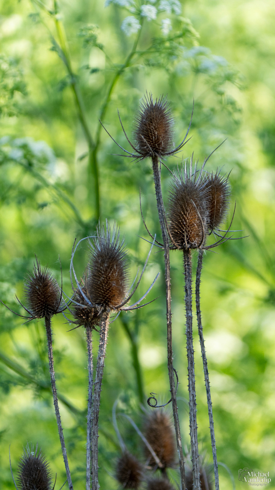 Teasel along the Bear Creek Greenway near Talent, Oregon.