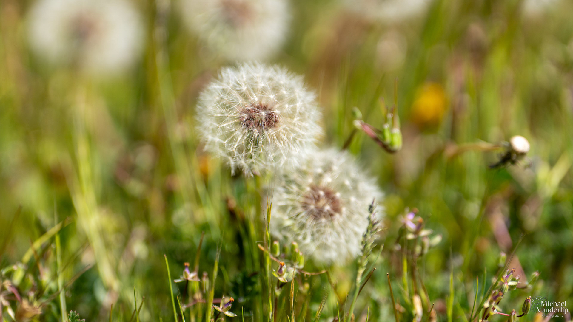 Dandelion along the Bear Creek Greenway near Talent, Oregon.