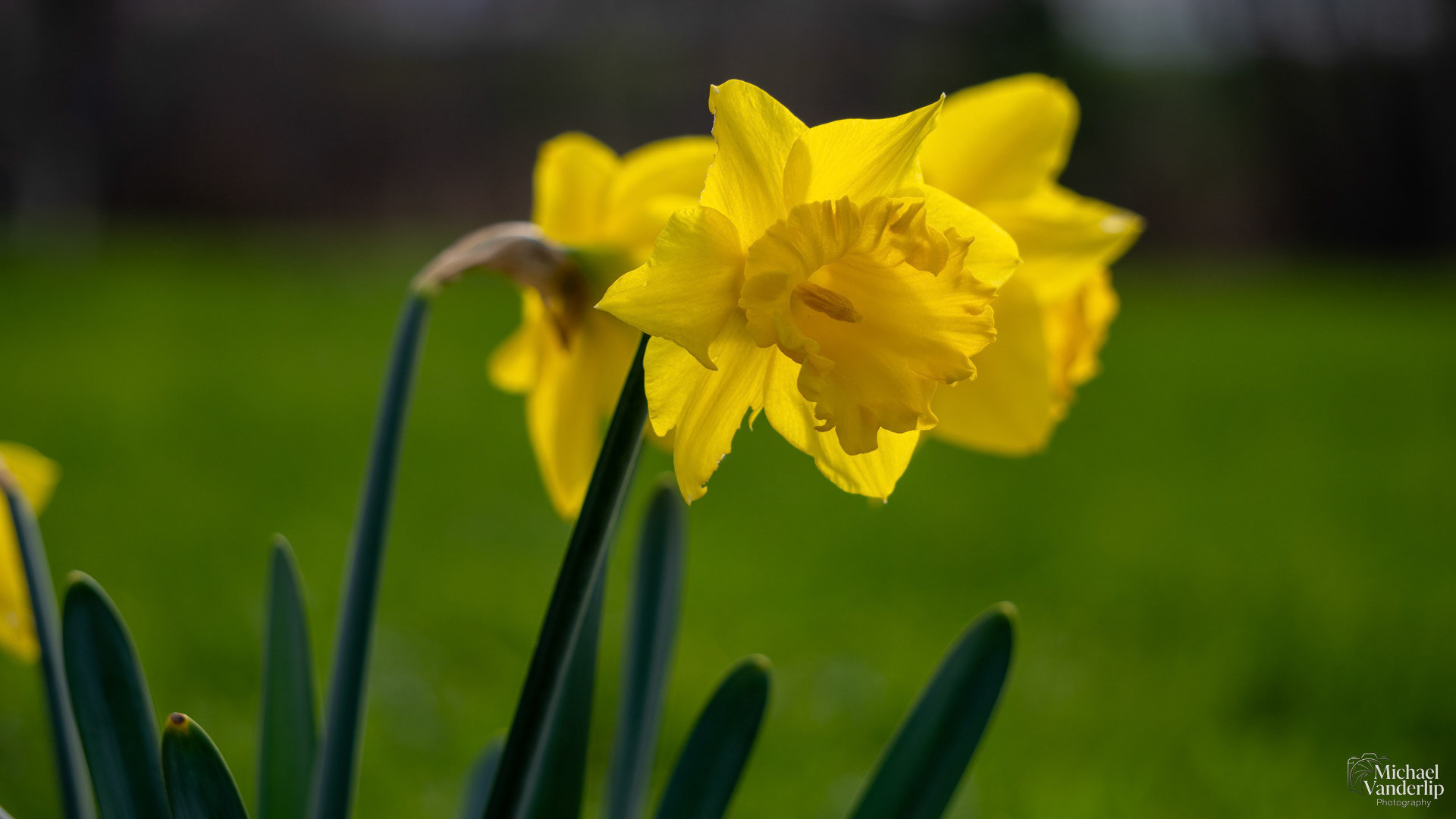 Daffodil along the Bear Creek Greenway near Talent, Oregon.