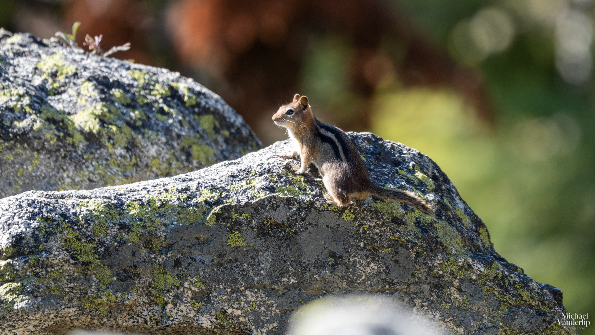 Chipmunk along the Pacific Crest Trail near Mt. Ashland, Oregon.