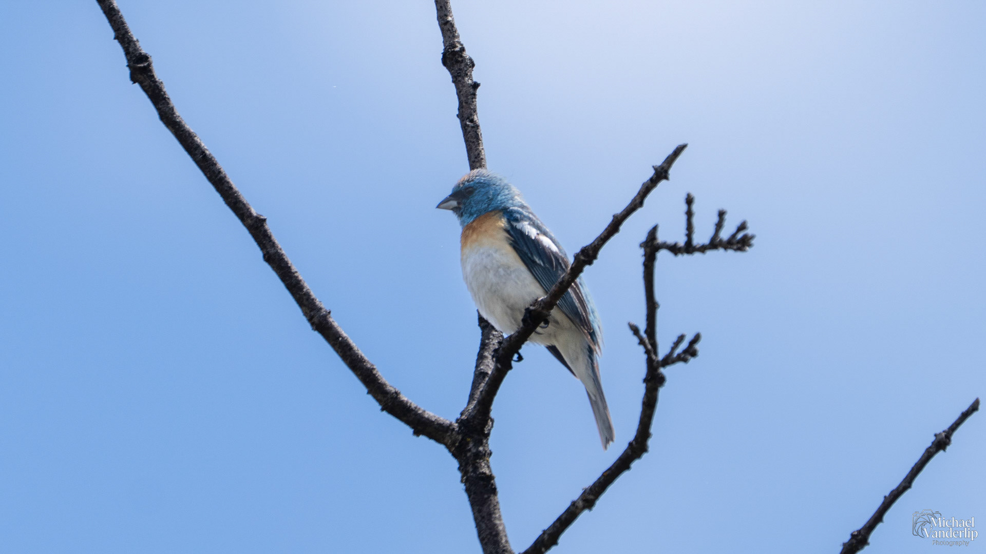 Lazuli Bunting along the Lower Table Rock Trail, Central Point, Oregon.