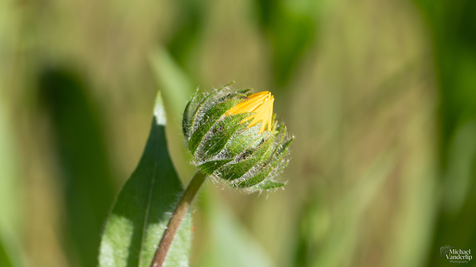 Narrow Leaf Mule's Ear along the Lower Table Rock Trail, Central Point, Oregon.