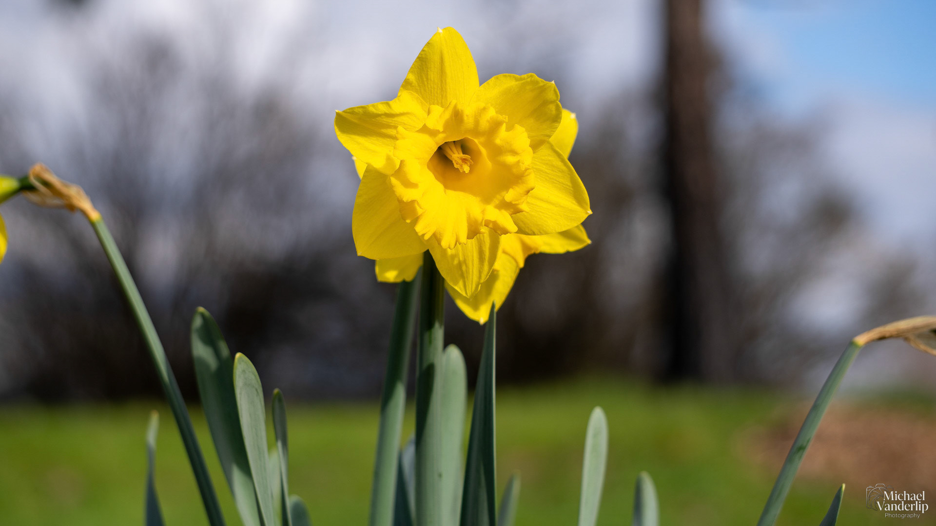 Daffodil along the Bear Creek Greenway near Talent, Oregon.