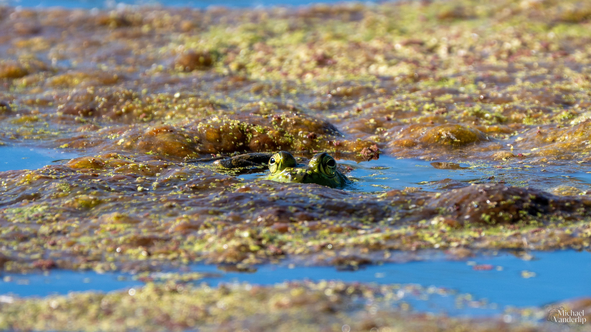 American Bullfrog along the Bear Creek Greenway near Talent, Oregon.