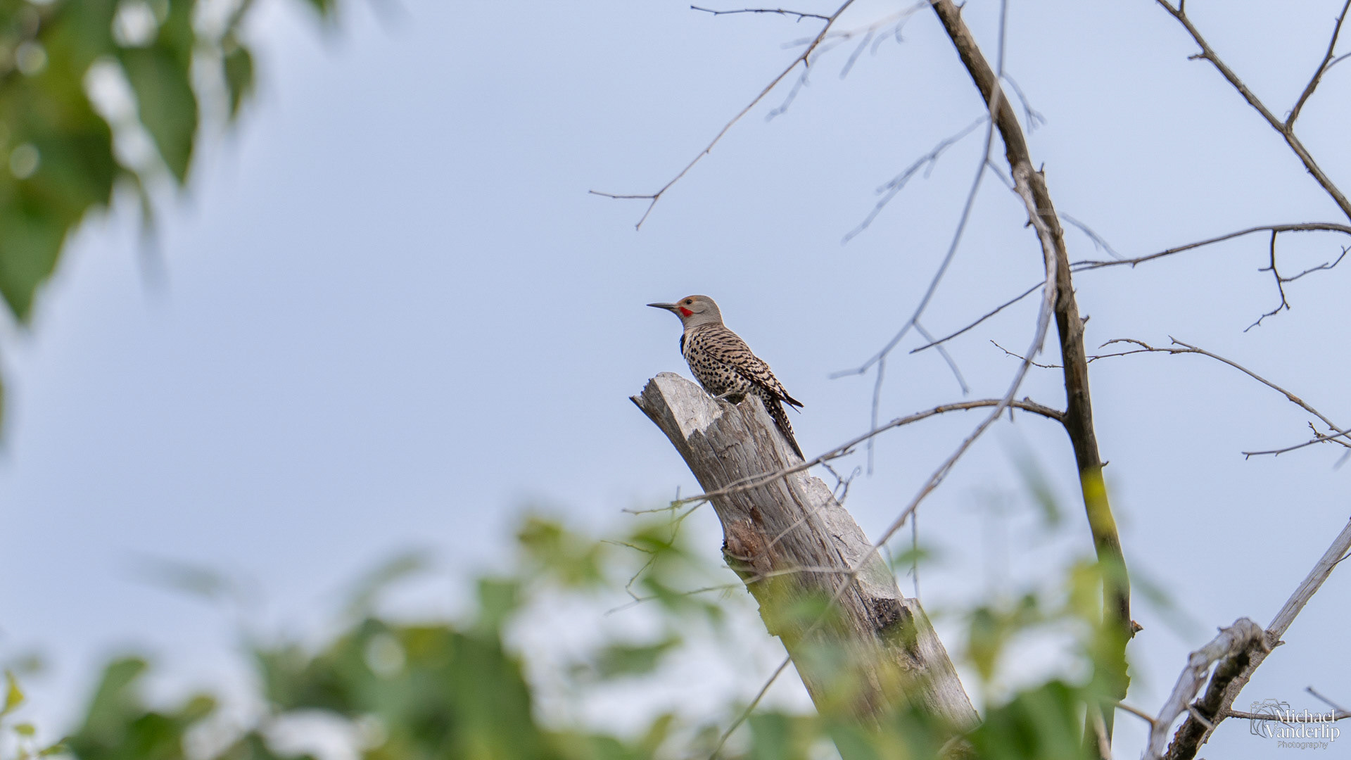 Northern Flicker along the Bear Creek Greenway near Talent, Oregon.