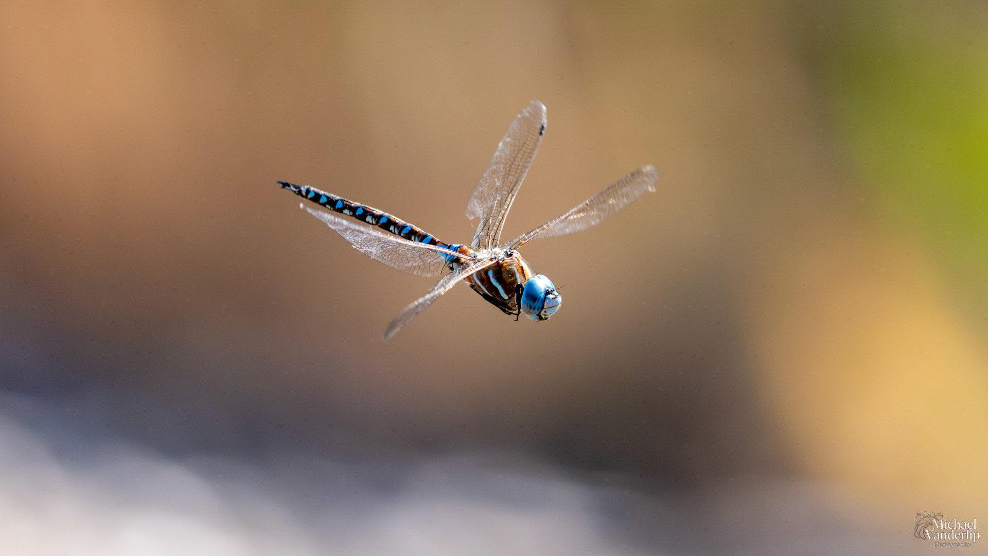 Blue-Eyed Darner Dragonfly along the Bear Creek Greenway near Talent, Oregon.