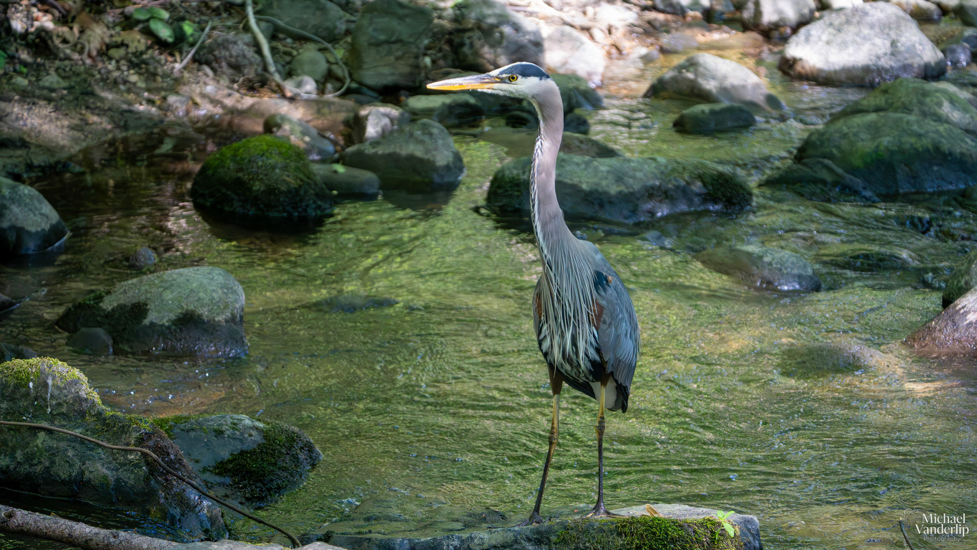 Great Blue Heron in Lithia Park, Ashland, Oregon.