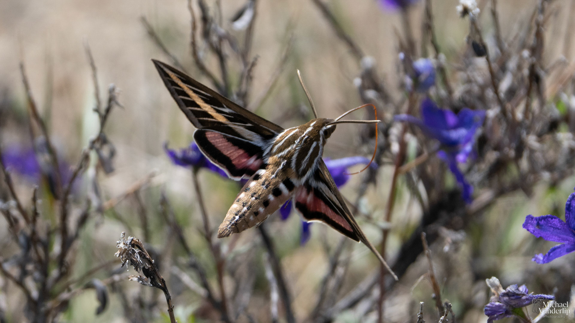 White-Lined Sphinx Moth along the Pacific Crest Trail near Mt. Ashland, Oregon.