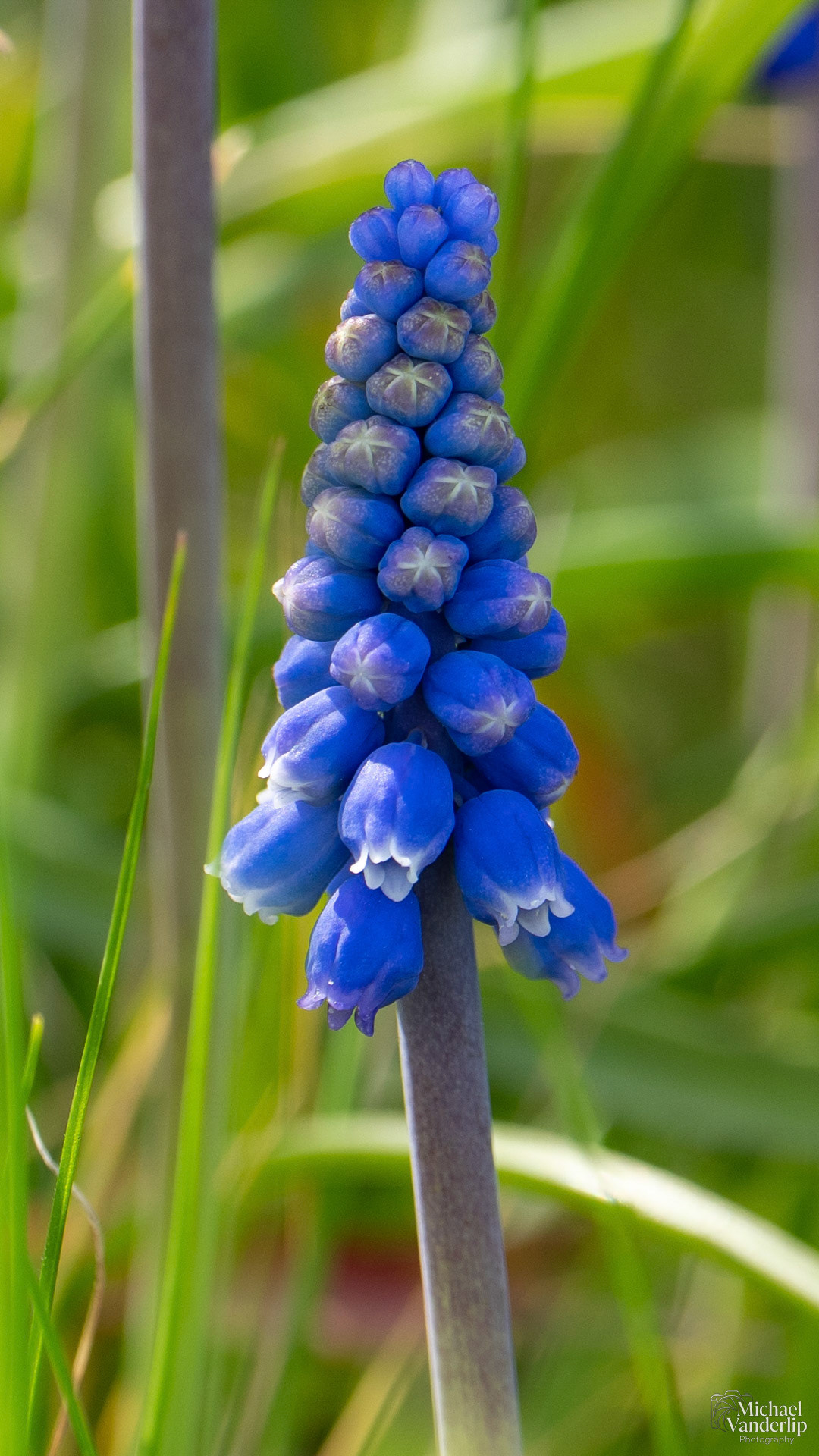 Grape Hyacinth along the Bear Creek Greenway near Talent, Oregon.