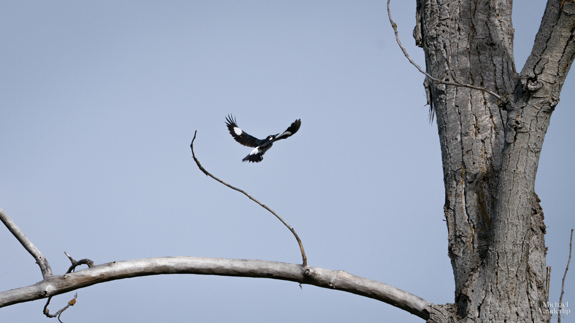 Acorn Woodpecker along the Bear Creek Greenway near Talent, Oregon.