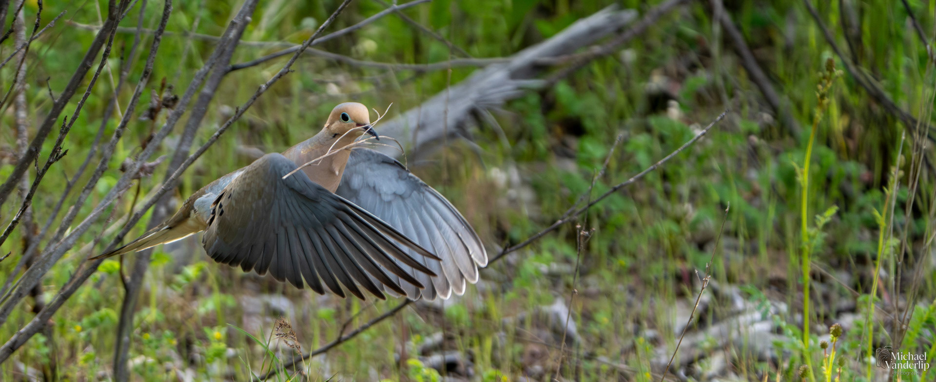 Mourning Dove along the Bear Creek Greenway near Talent, Oregon.