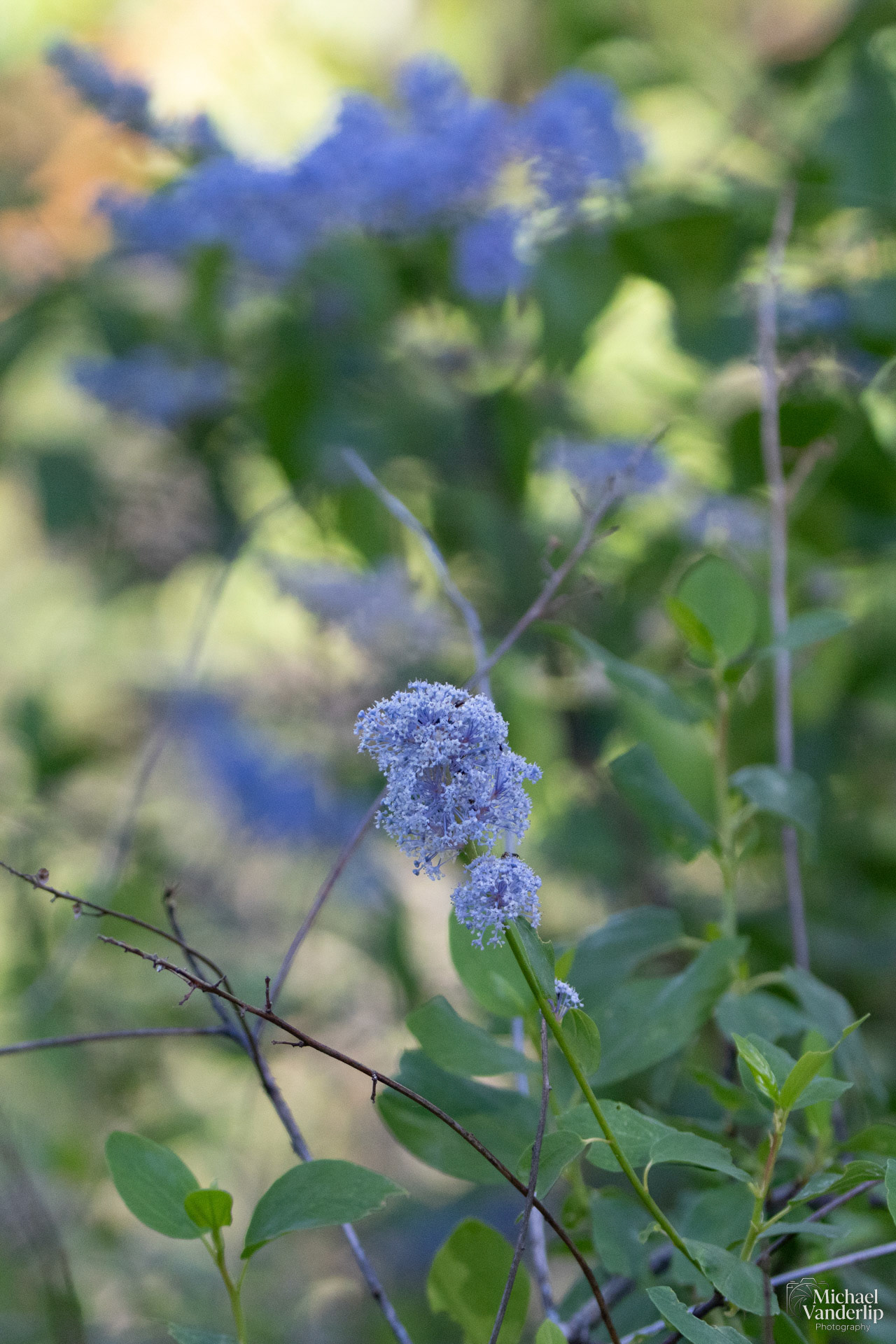 California Lilac along the Roxy Ann Trail, Medford, Oregon.