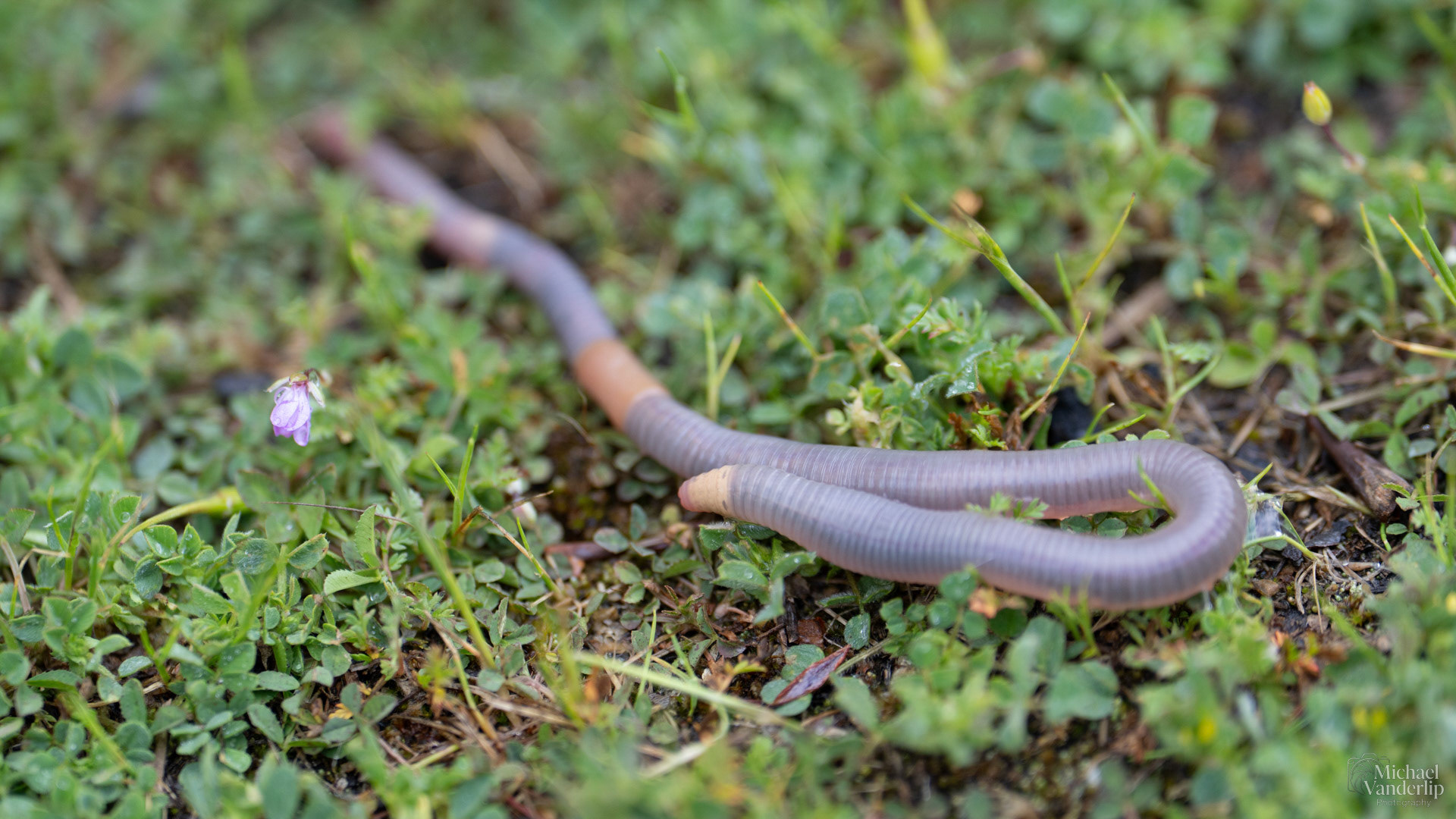 Earthworm along the Bear Creek Greenway near Talent, Oregon.