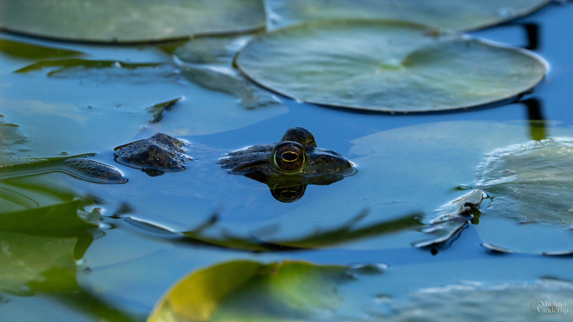 American Bullfrog along the Bear Creek Greenway near Talent, Oregon.