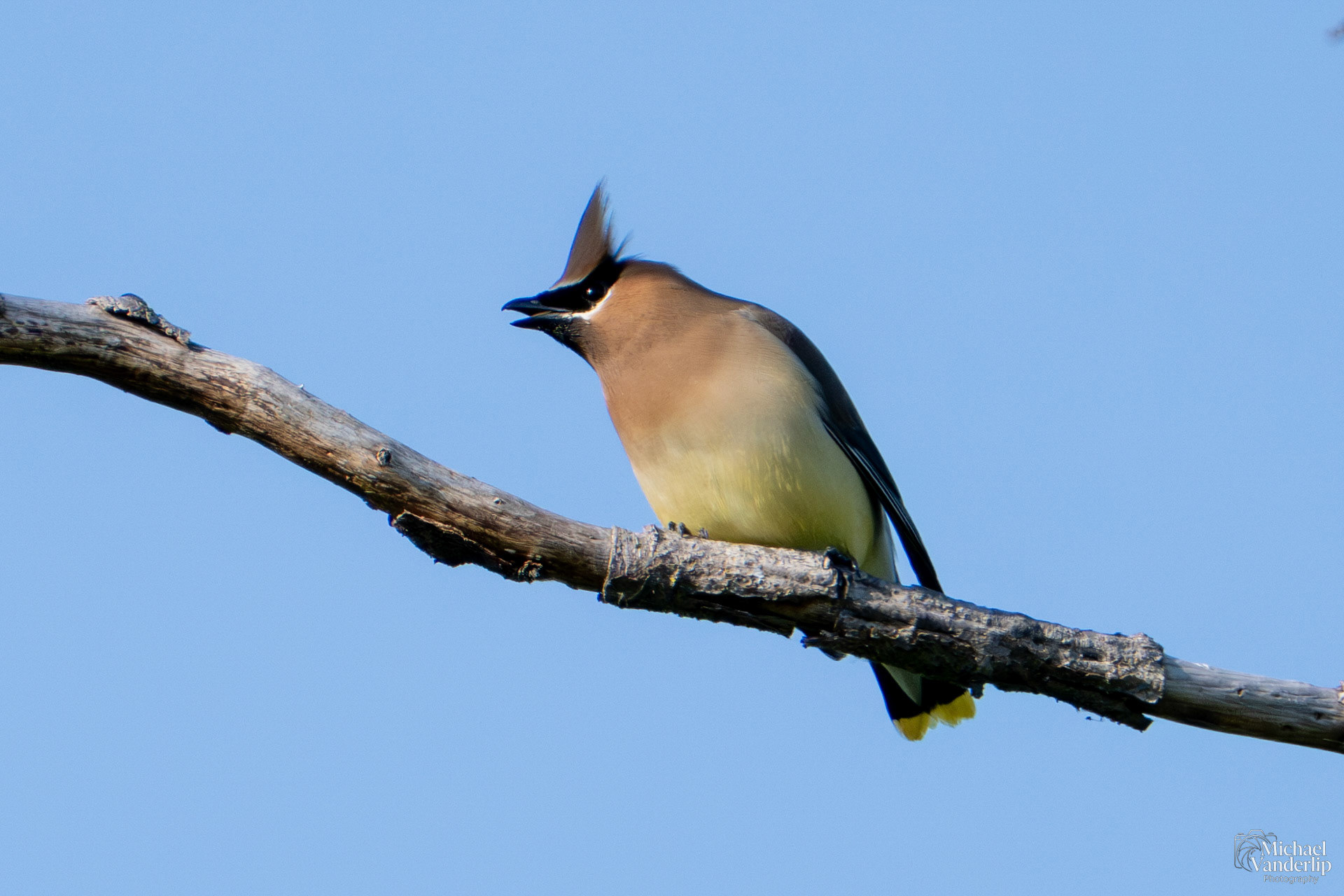 Cedar Waxwing along the Bear Creek Greenway near Talent, Oregon.