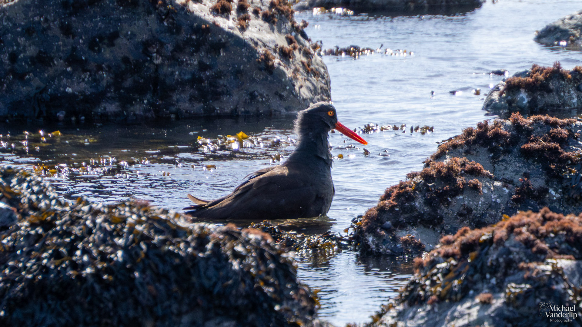 Black Oystercatcher on Harris Beach, Brookings, Oregon.