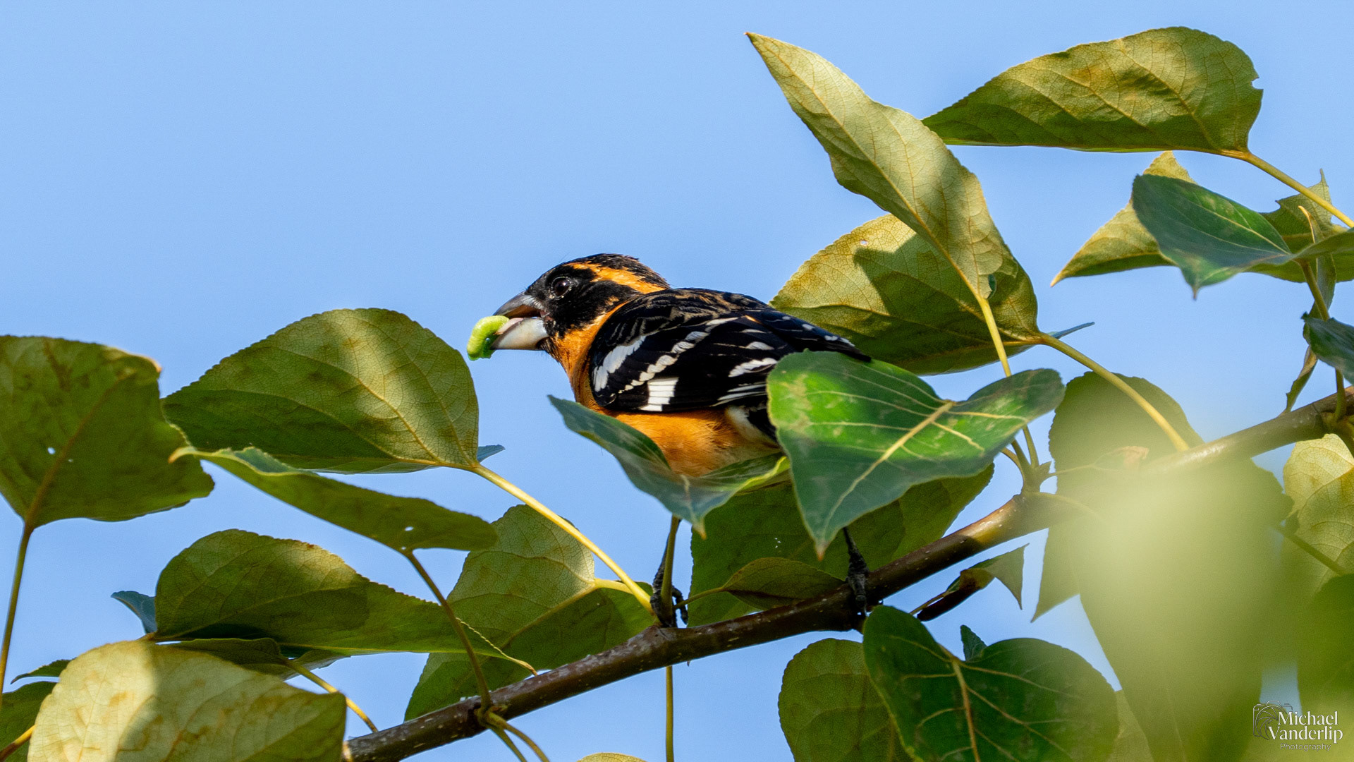 Black-Headed Grosbeak along the Bear Creek Greenway near Talent, Oregon.