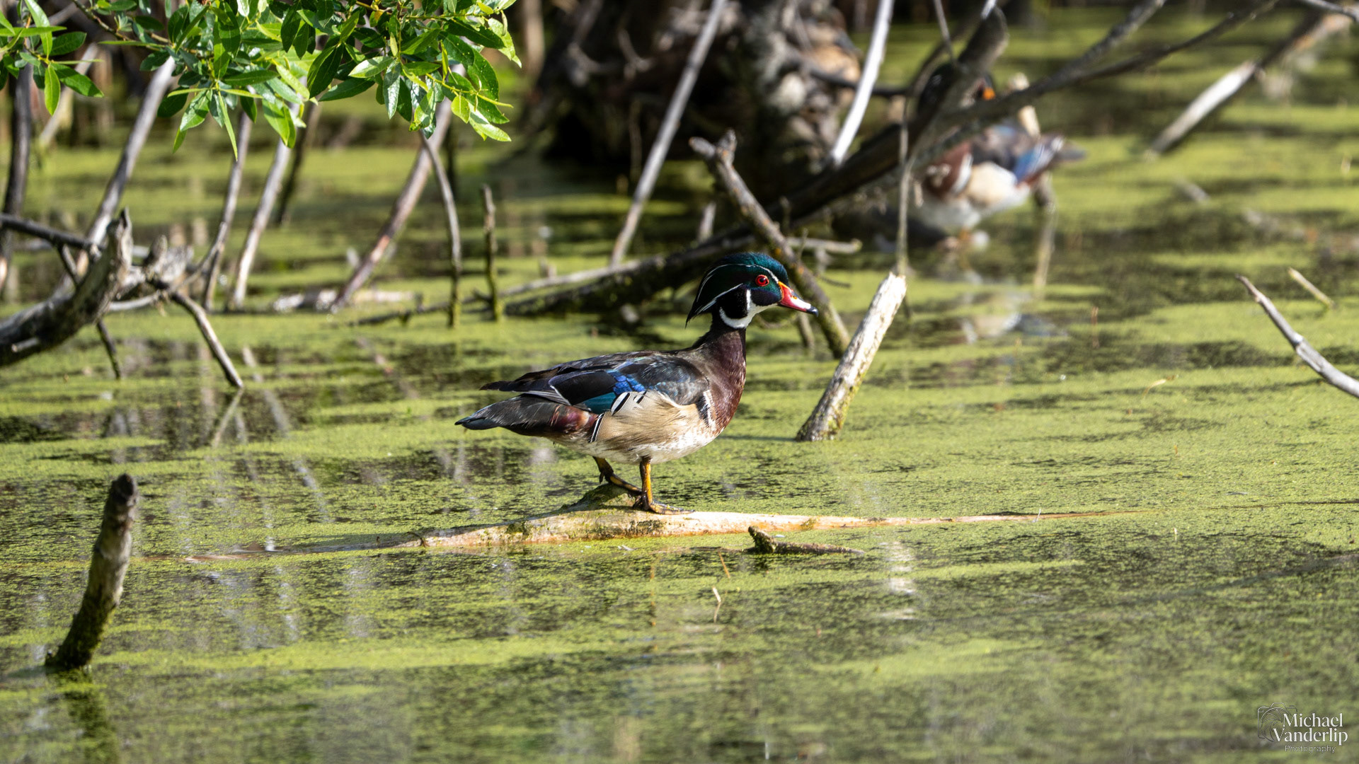 Wood Duck along the Bear Creek Greenway near Talent, Oregon.