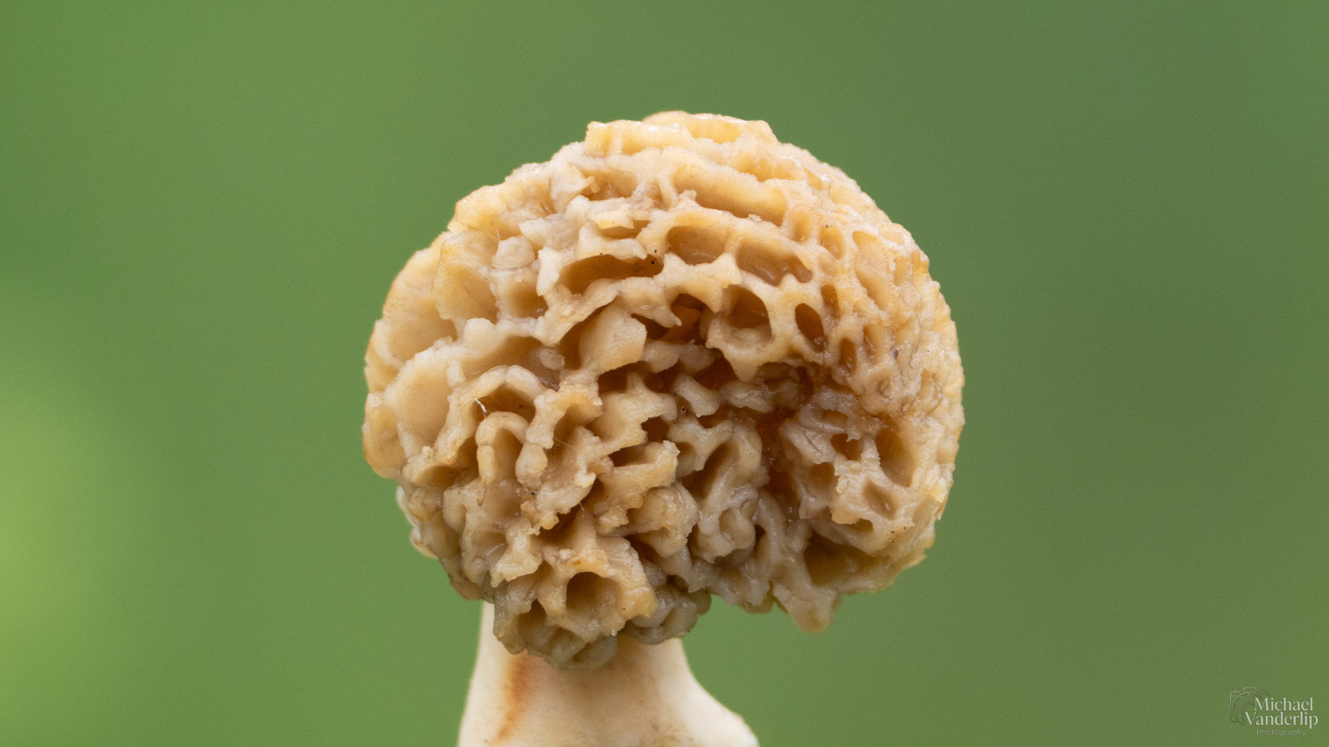 Morel Mushroom along the Bear Creek Greenway near Talent, Oregon.