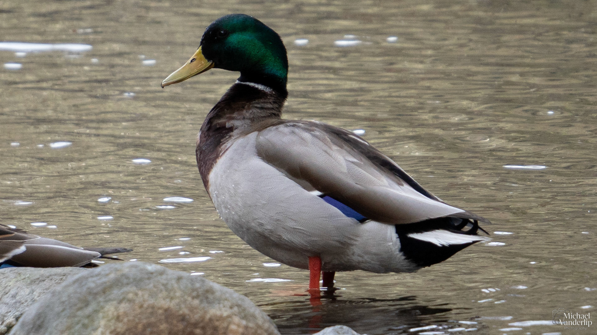Mallard in Lithia Park, Ashland, Oregon.