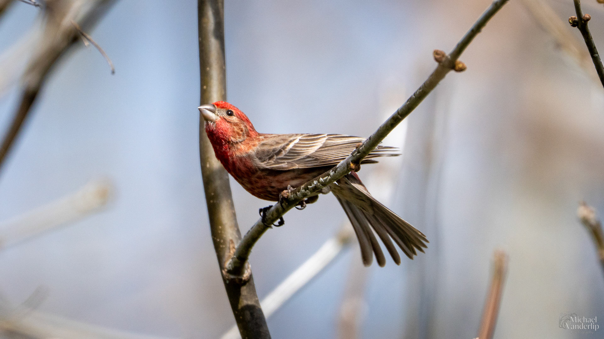 House Finch along the Bear Creek Greenway near Talent, Oregon.