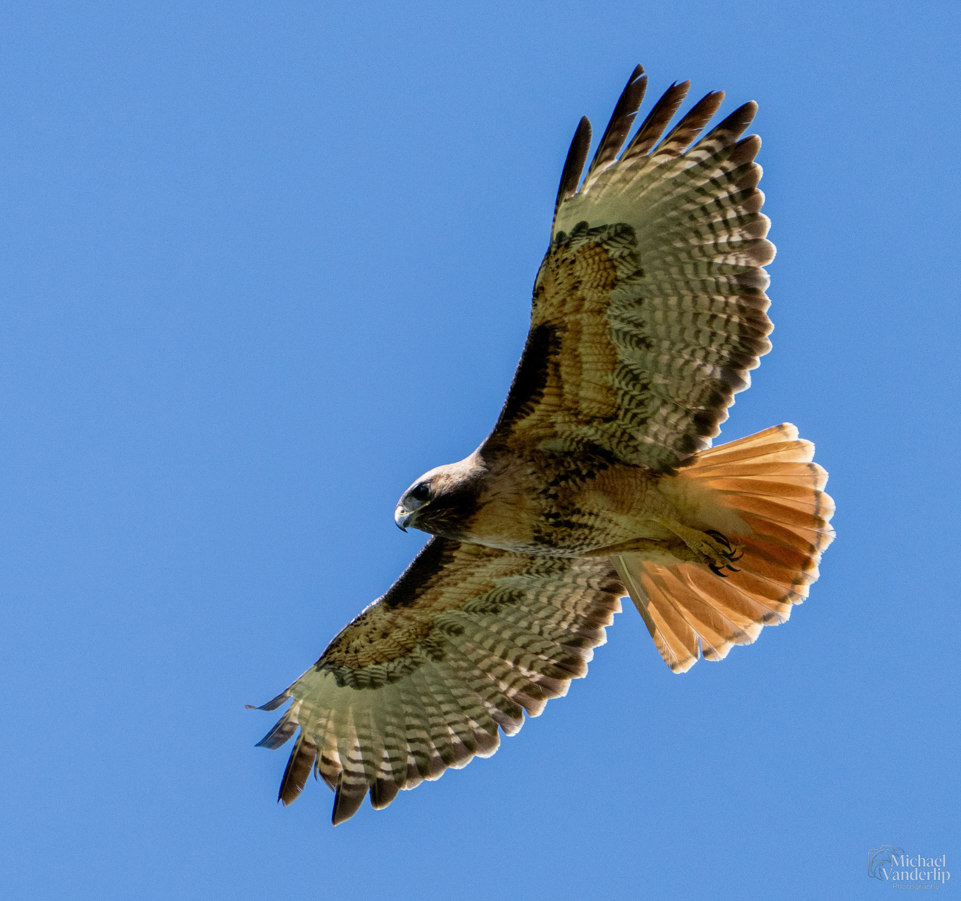 Red Tailed Hawk along the Bear Creek Greenway near Talent, Oregon.