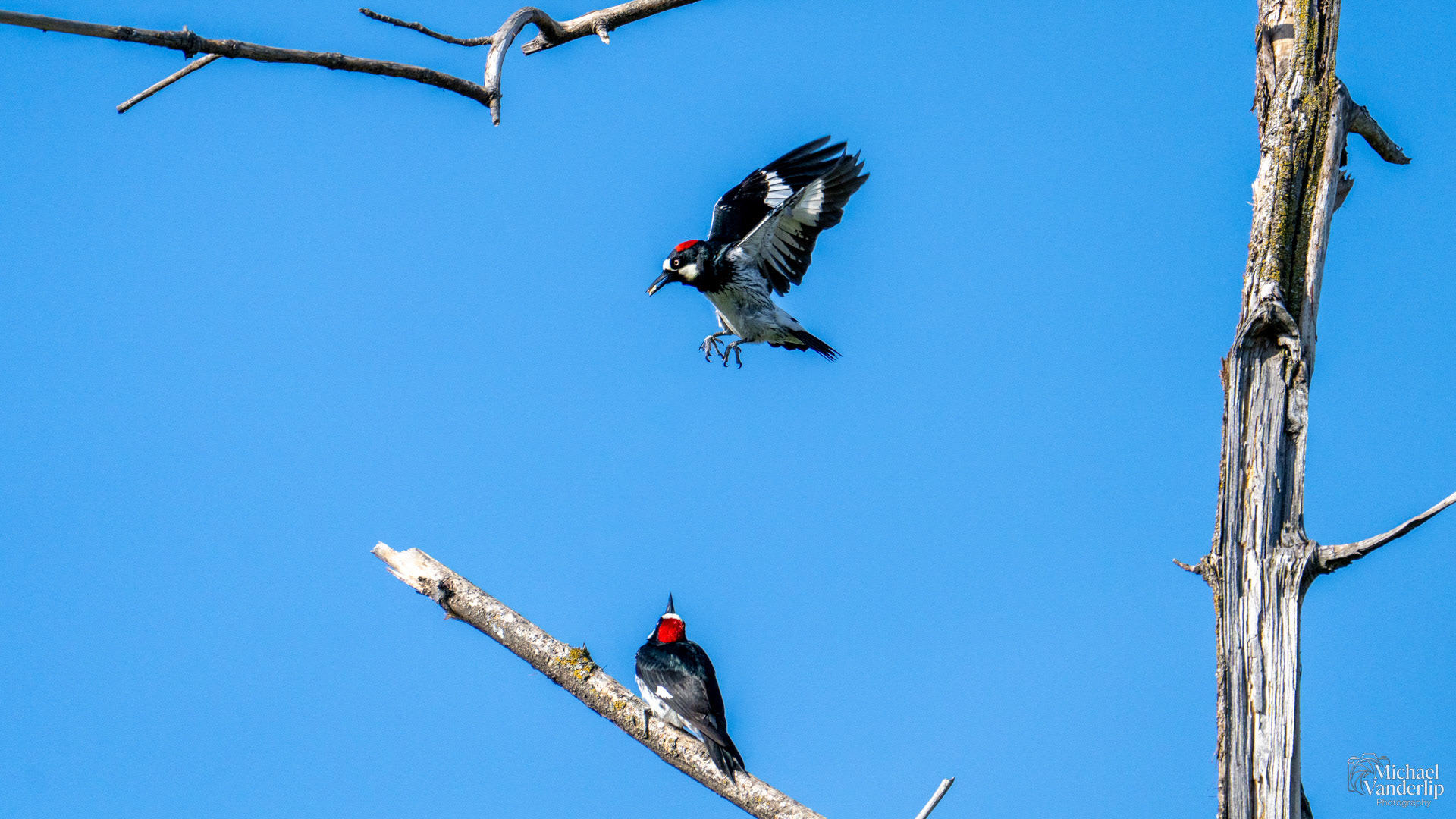 Acorn Woodpecker along the Bear Creek Greenway near Talent, Oregon.