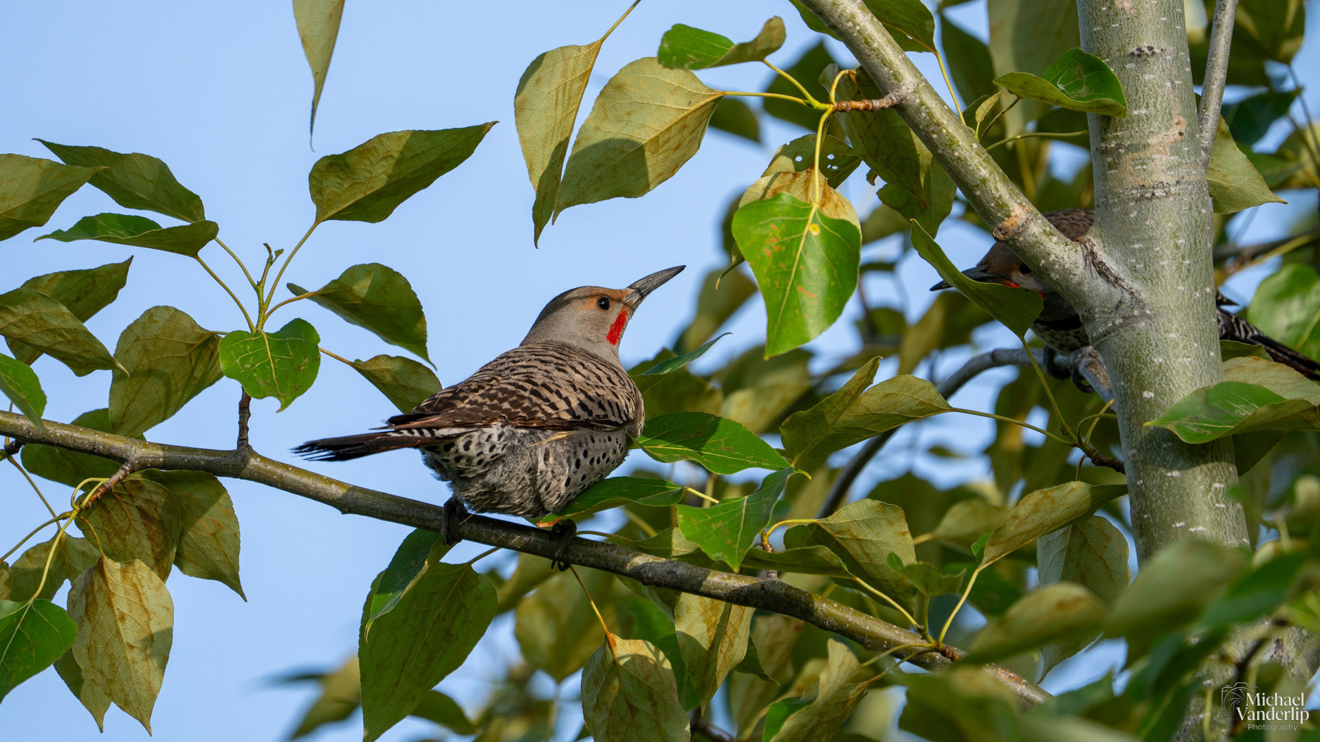 Northern Flicker along the Bear Creek Greenway near Talent, Oregon.