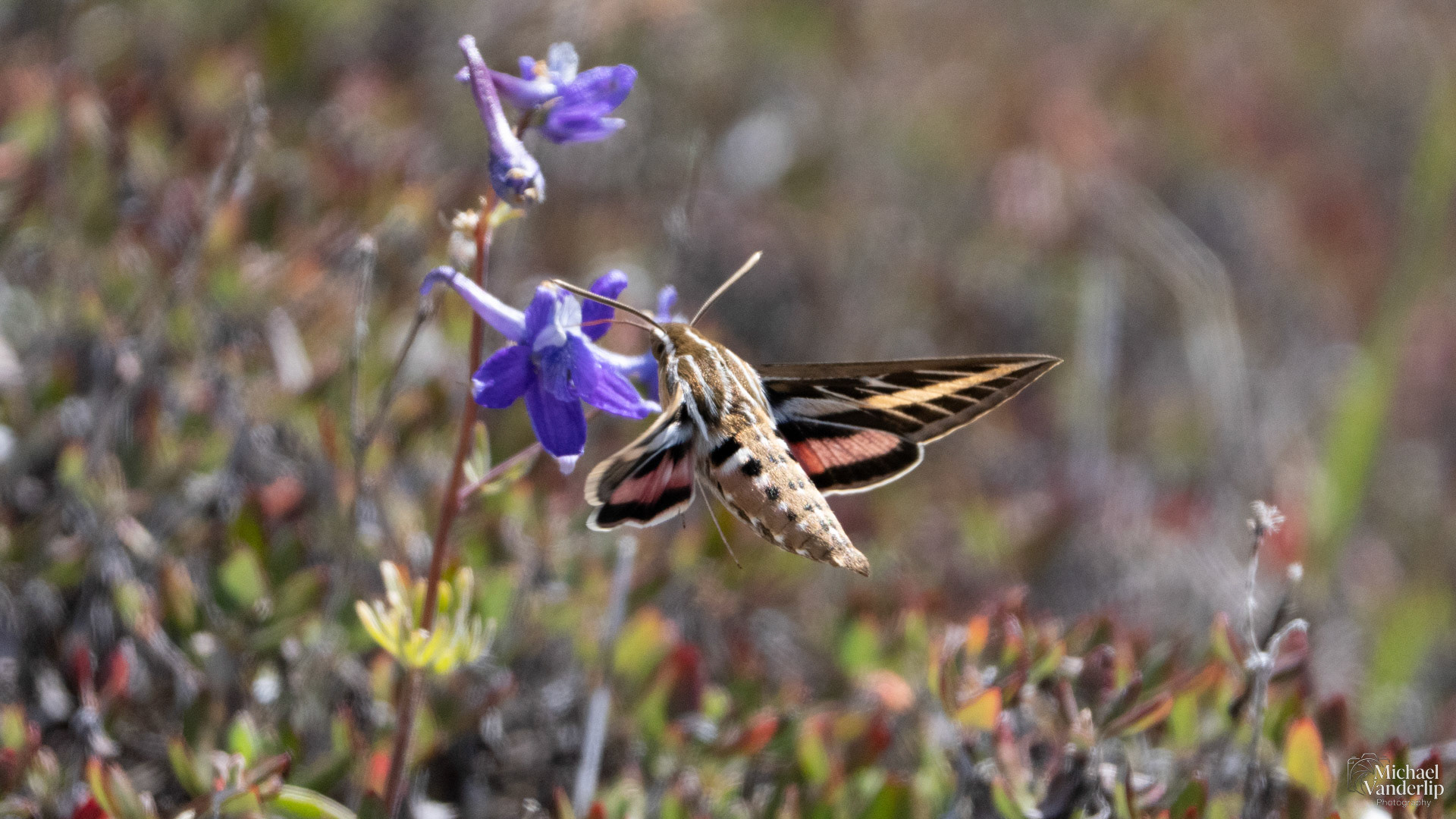 White-Lined Sphinx Moth along the Pacific Crest Trail near Mt. Ashland, Oregon.