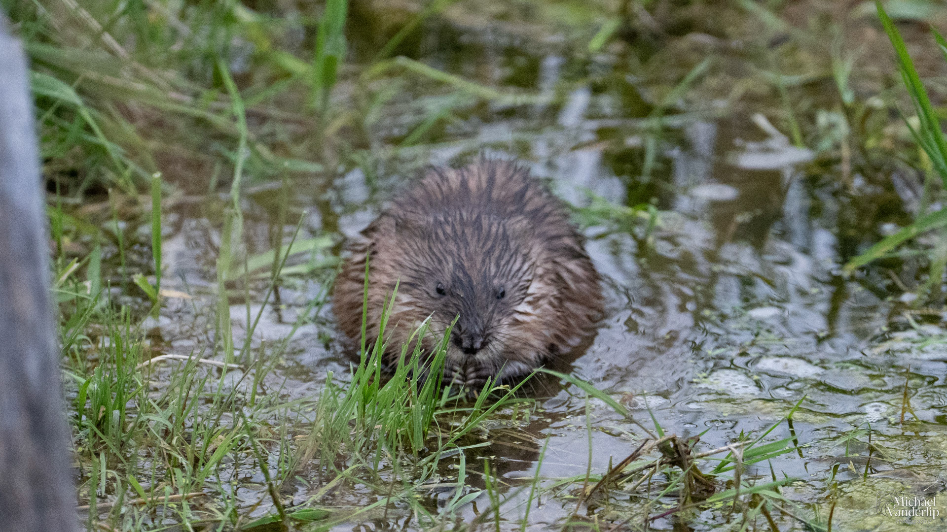 Muskrat along the Bear Creek Greenway near Talent, Oregon.