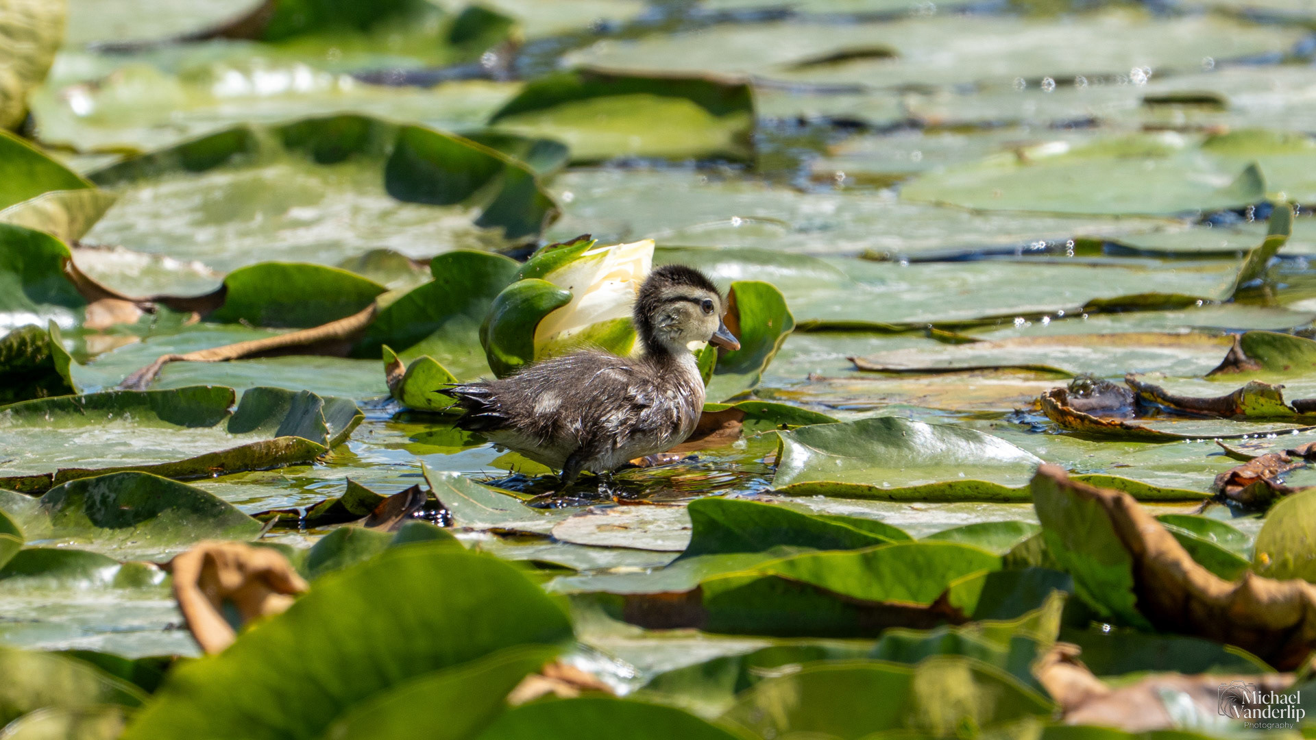 Wood Duckling along the Bear Creek Greenway near Talent, Oregon.