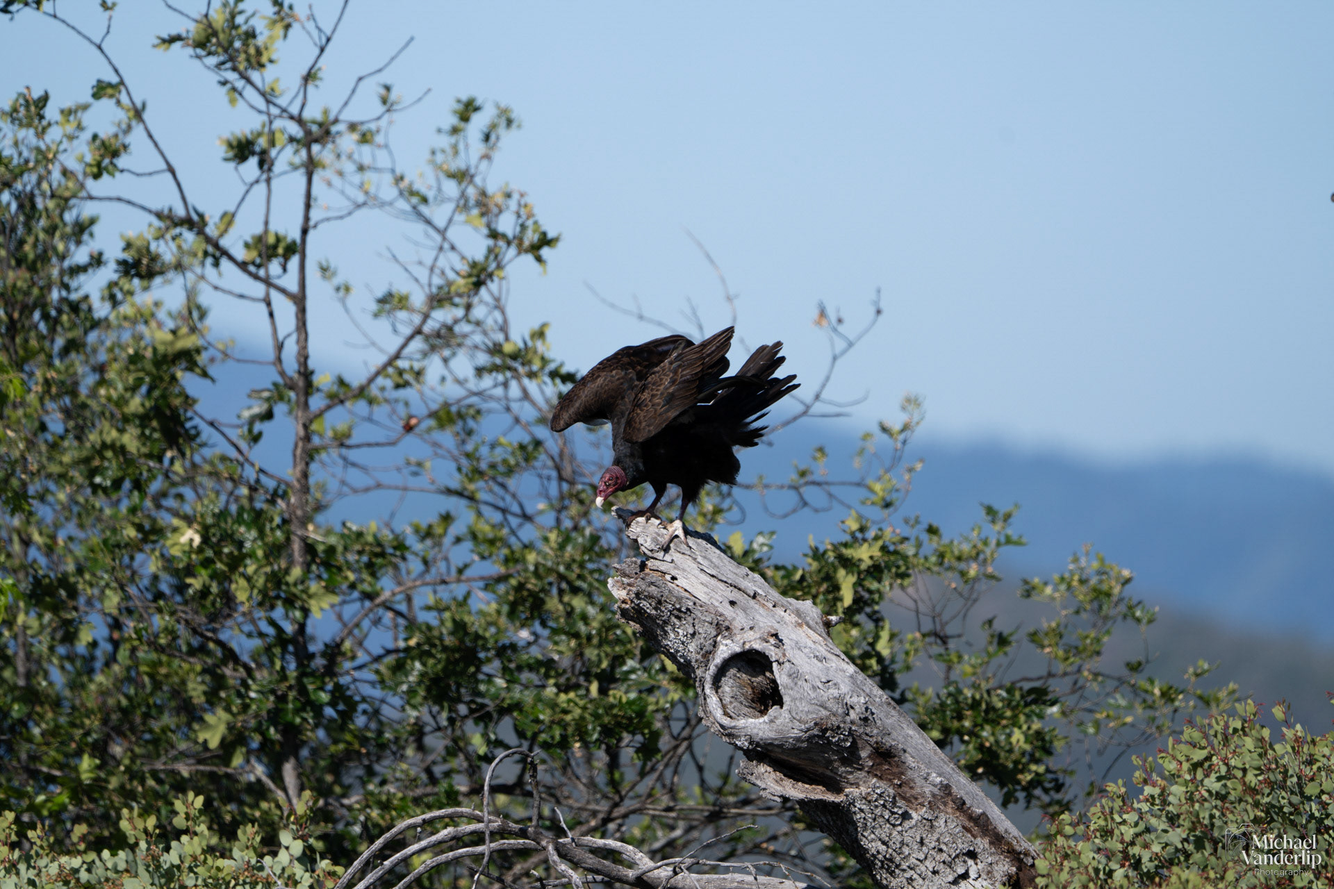 Turkey Vulture on top of Lower Table Rock, Central Point, Oregon.