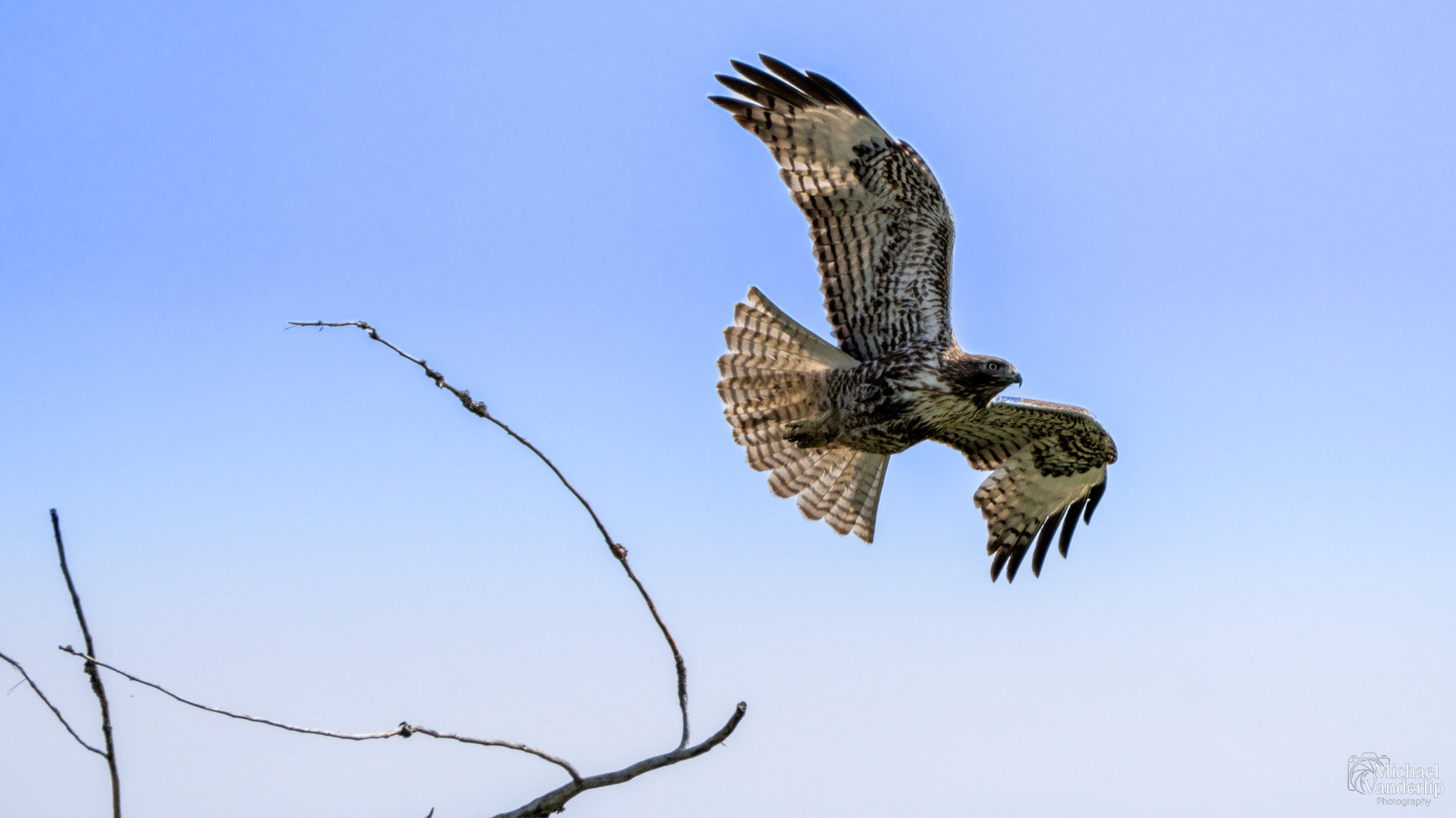 An immature Red Tailed Hawk along the Bear Creek Greenway near Talent, Oregon.