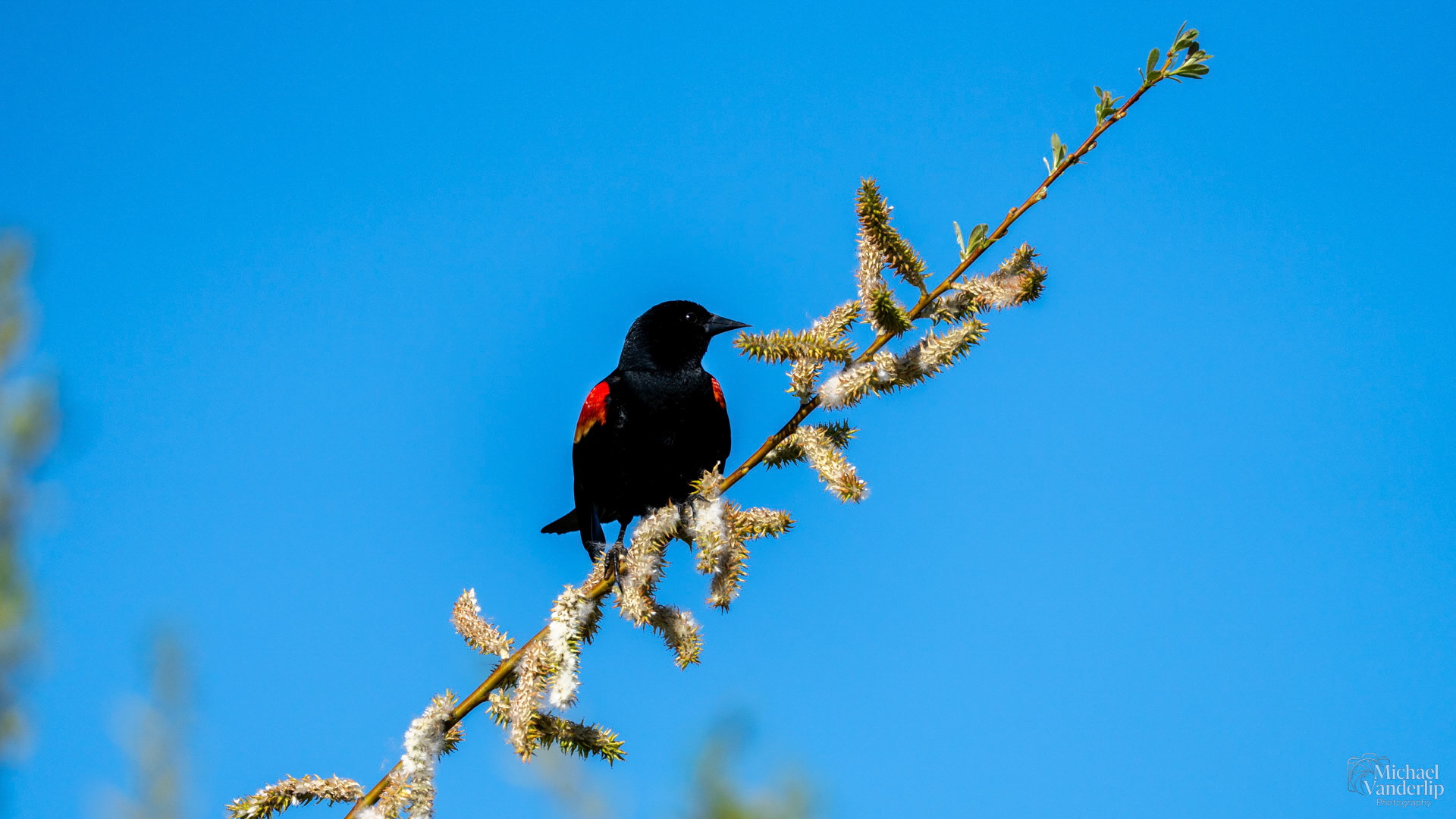 Red Winged Black Bird along the Bear Creek Greenway near Talent, Oregon.